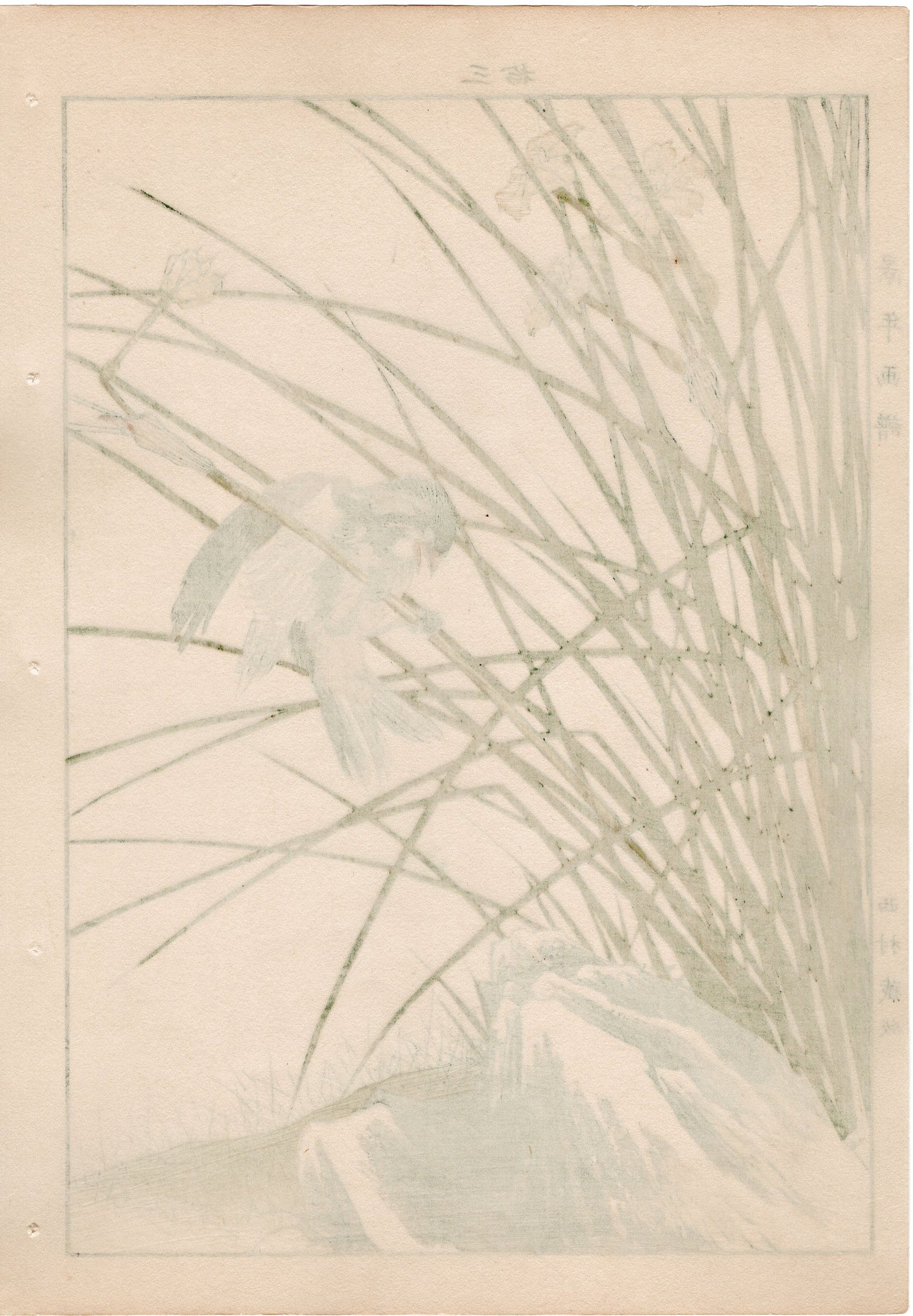 1892, Japanese Antique Original Woodblock Print, Imao Keinen, " Jonquil daffodil (Kizuisen), Chestnut Bunting (Shimanojiko) "