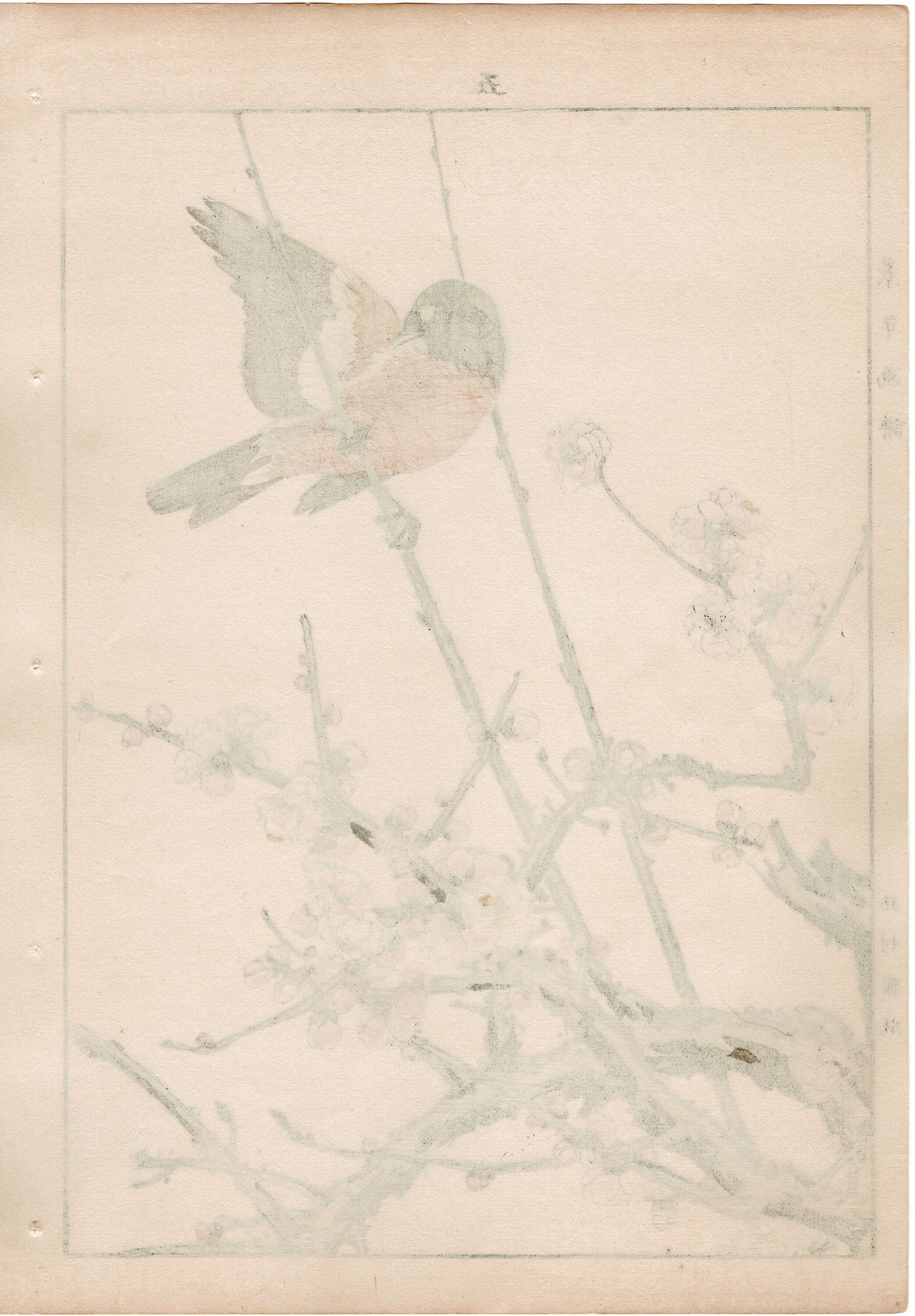 1892, Japanese Antique Original Woodblock Print, Imao Keinen, " Koubai, Flycatcher (Hitaki) "