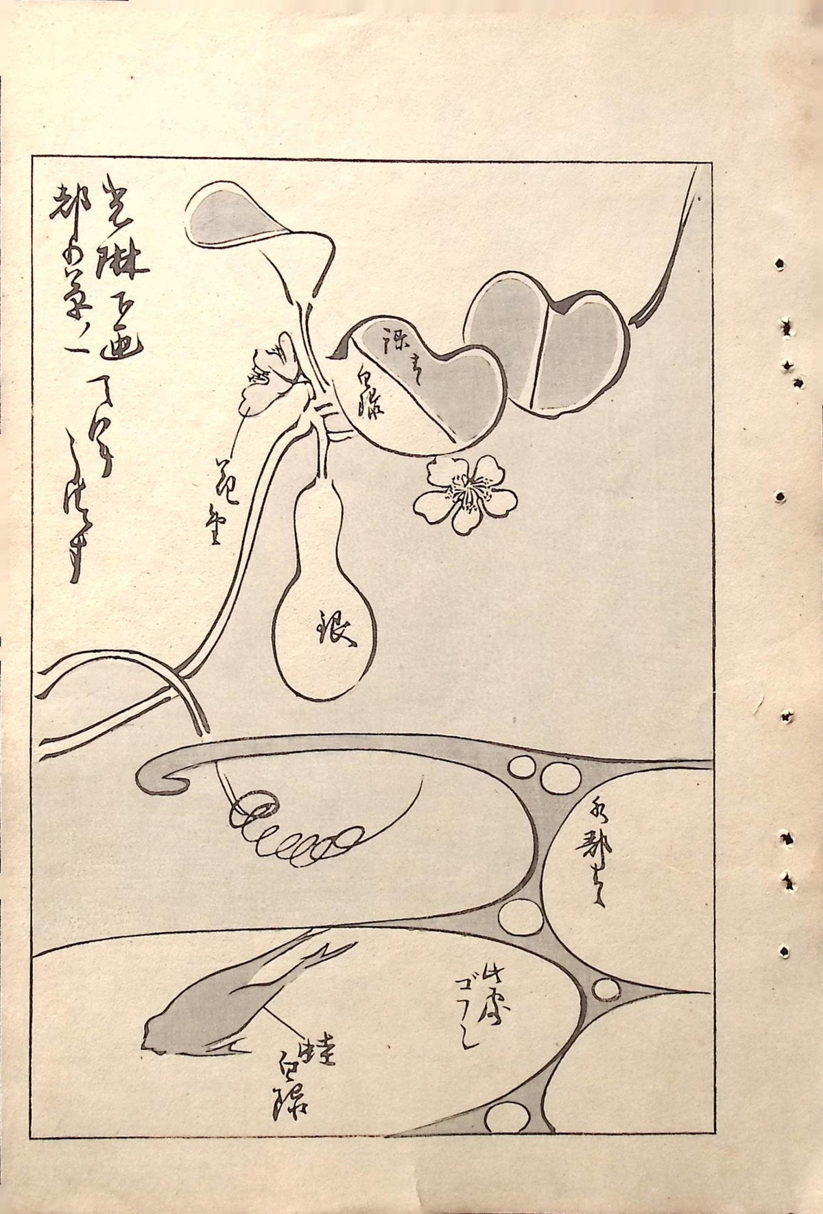 Japanese Antique Original Woodcut Print, c 1900, Bijutsukai 5, Sekka, Korin