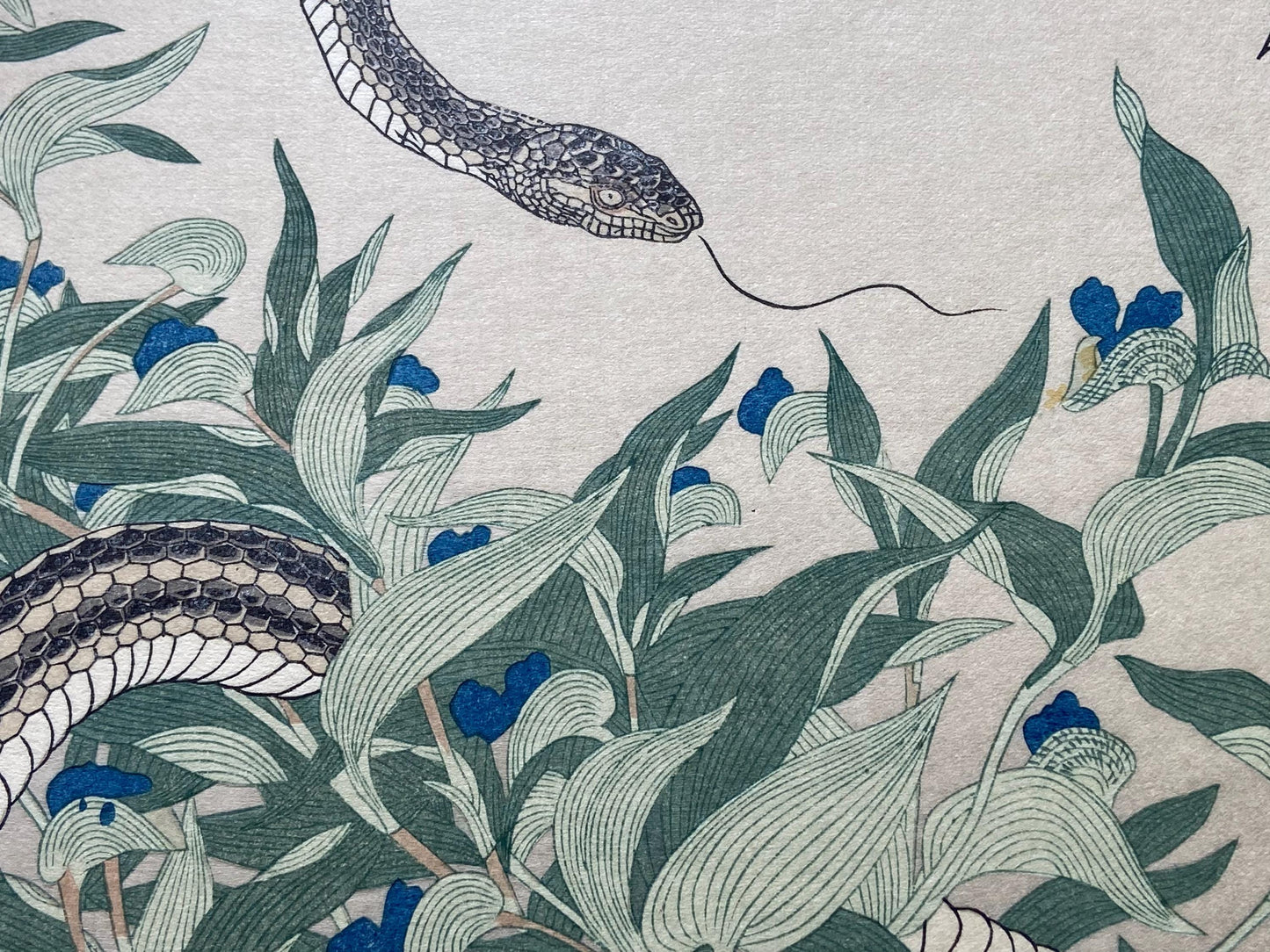 Japanese Ukiyoe, woodcut print, Utamaro, "Skink (Tokage) and Rat Snake (Hebi)"