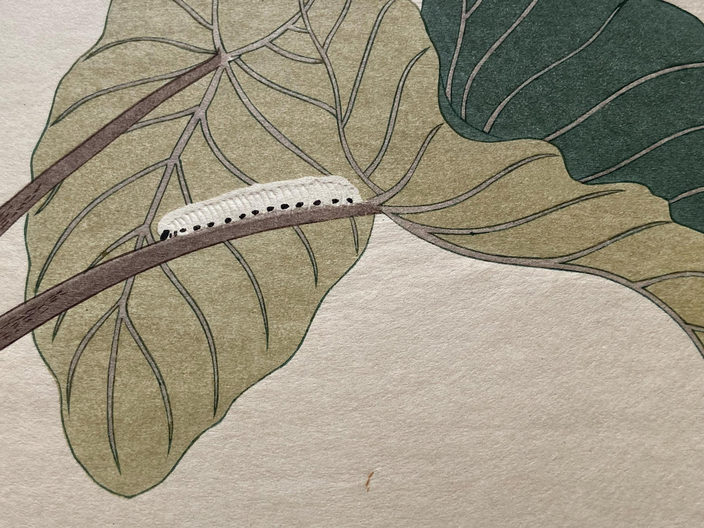 Japanese Ukiyoe, woodcut print, Utamaro, "Green Caterpillar (Imomushi) and Horsefly (Abu)"