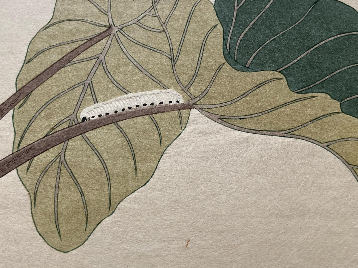 Japanese Ukiyo-e Woodblock print, Utamaro, "Green Caterpillar (Imomushi) and Horsefly (Abu)"