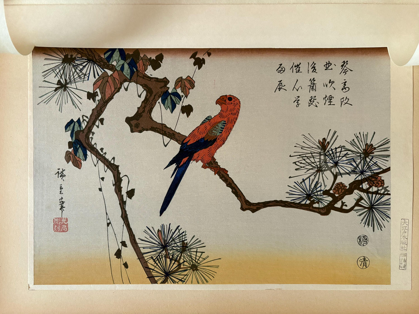 Japanese Ukiyoe, Woodblock print, Hiroshige, "Macaw on Pine Branch".