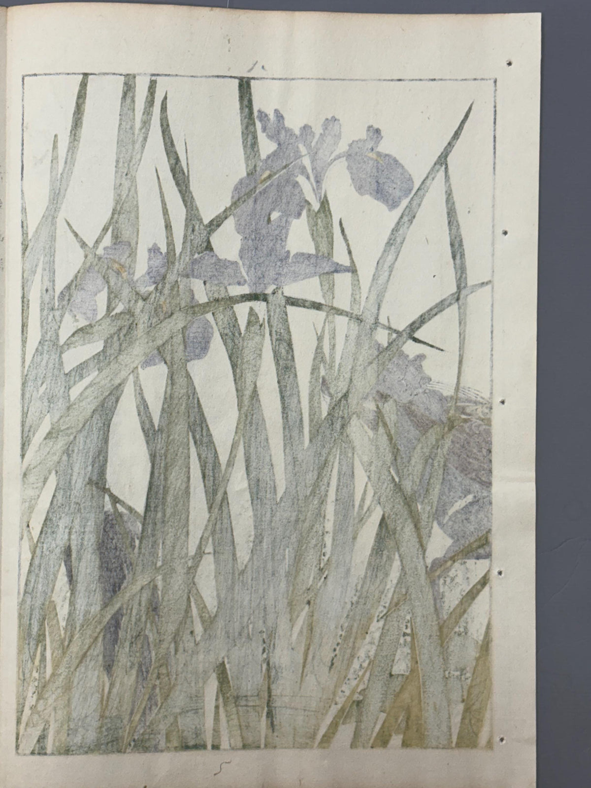 Japanese Antique Original Woodcut Print, 1892, Imao Keinen, "Rabbitear iris, Common Moorhen"
