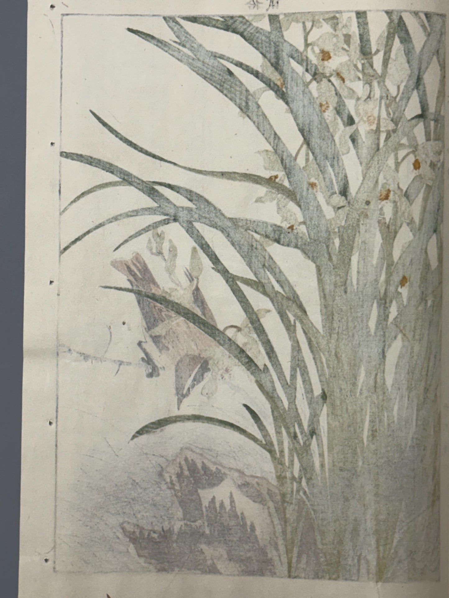 Japanese Antique Original Woodcut Print, 1892, Imao Keinen, "Four-season orchid, Kayamajico"