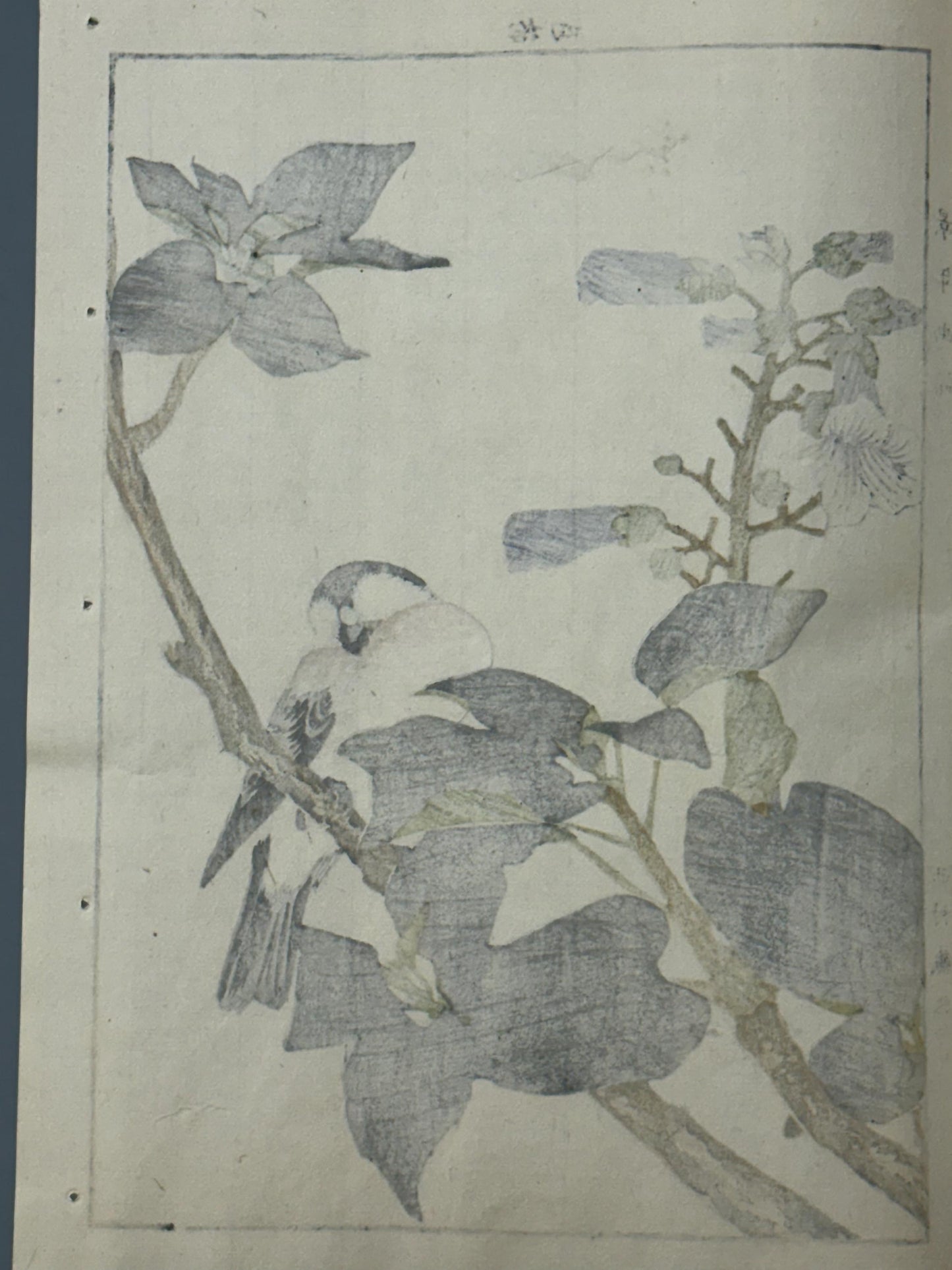 Japanese Antique Original Woodcut Print, 1892, Imao Keinen, "Empress tree, Chinese bulbul"