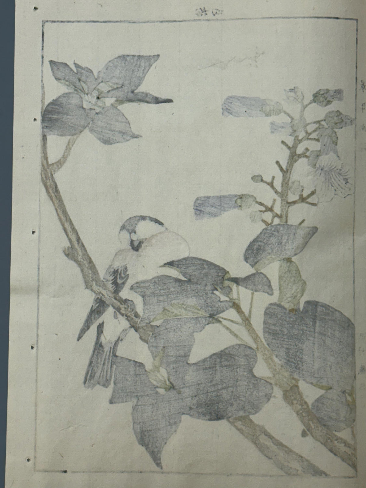 Japanese Antique Original Woodcut Print, 1892, Imao Keinen, "Empress tree, Chinese bulbul"