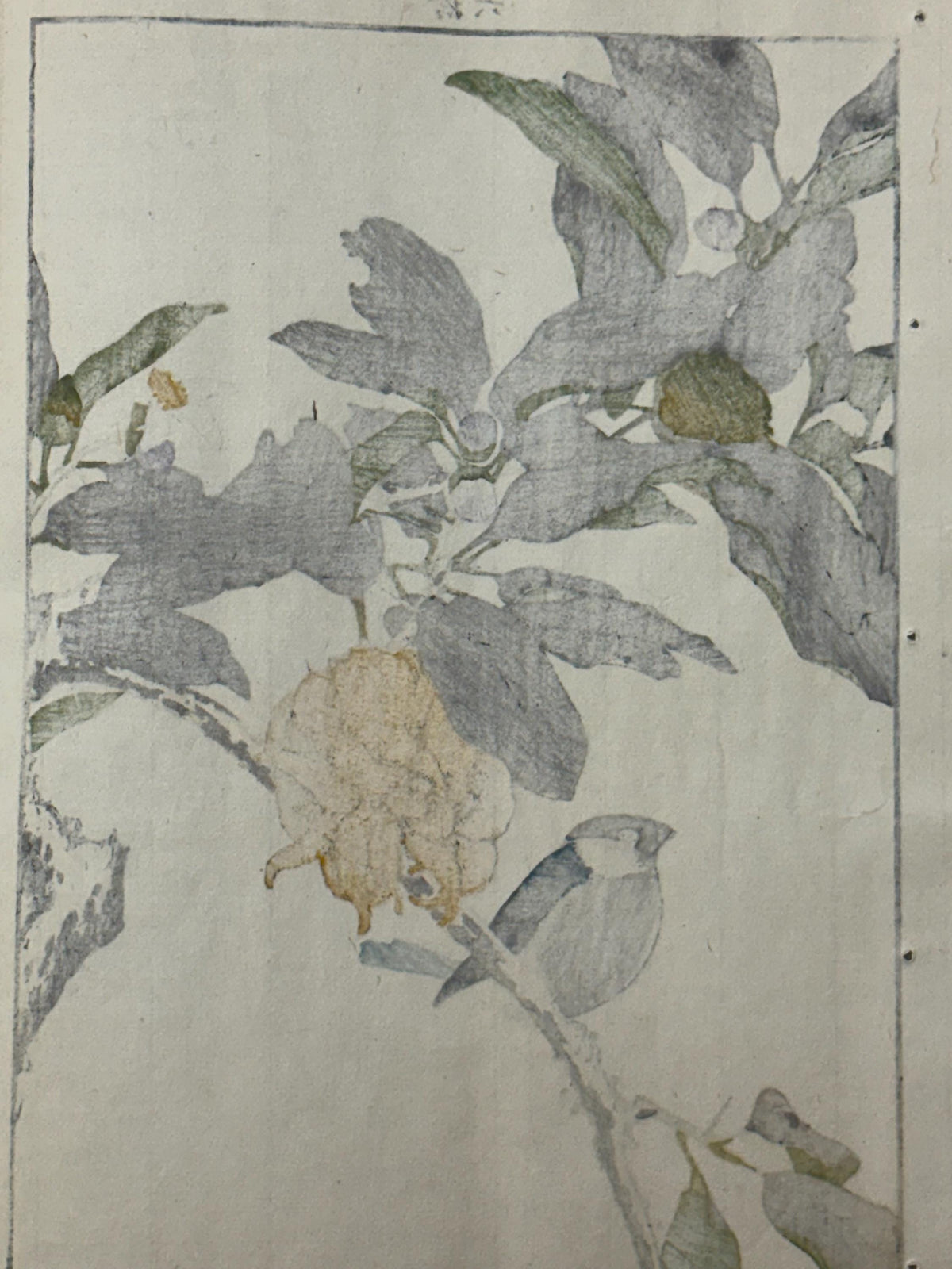 Japanese Antique Original Woodcut Print, 1892, Imao Keinen, "Buddha's hand, Eurasian bullfinch"