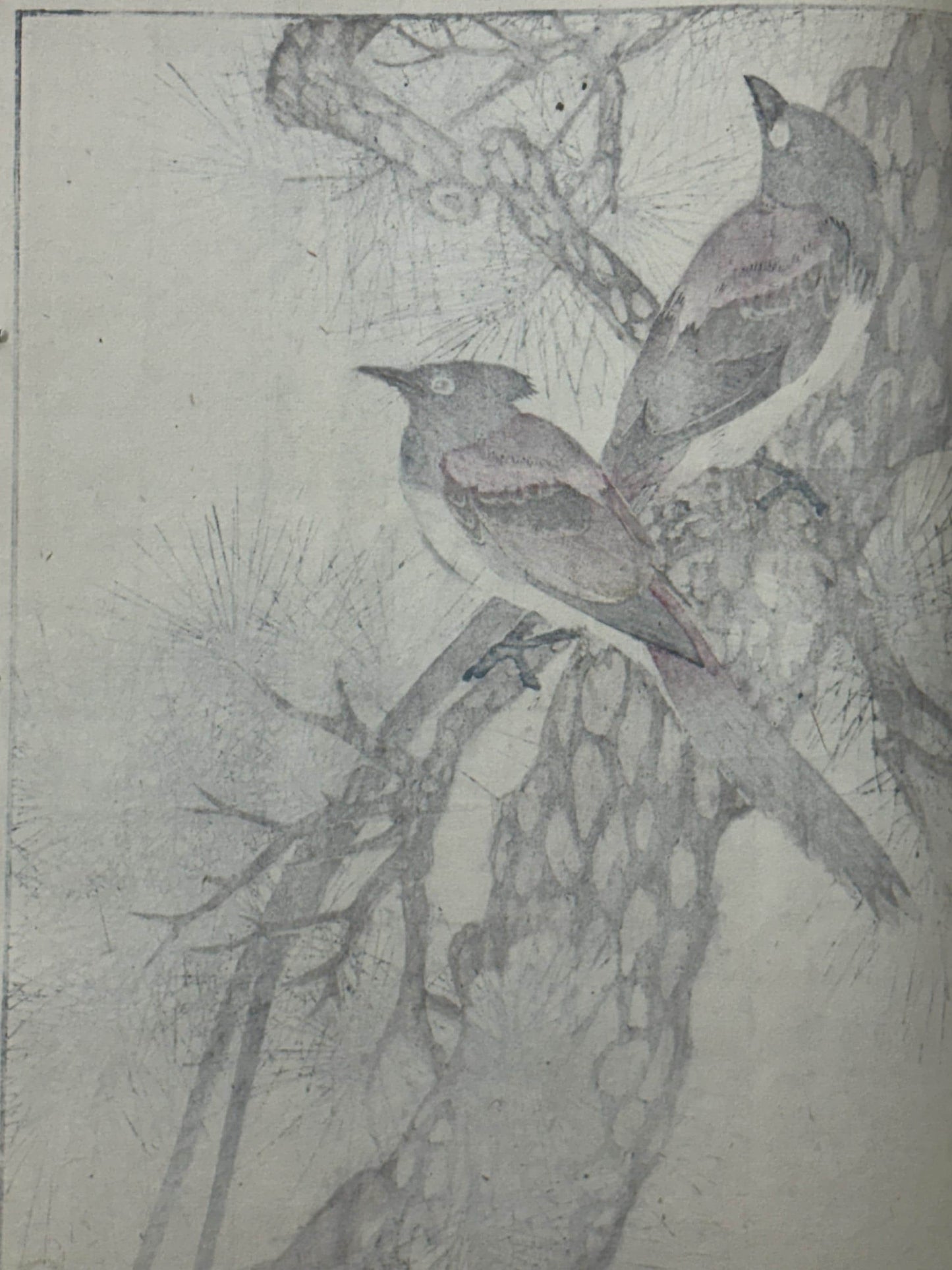 Japanese antique woodcut print, 1892, Imao Keinen, "Japanese Red Pine, Japanese Paradise Flycatcher"