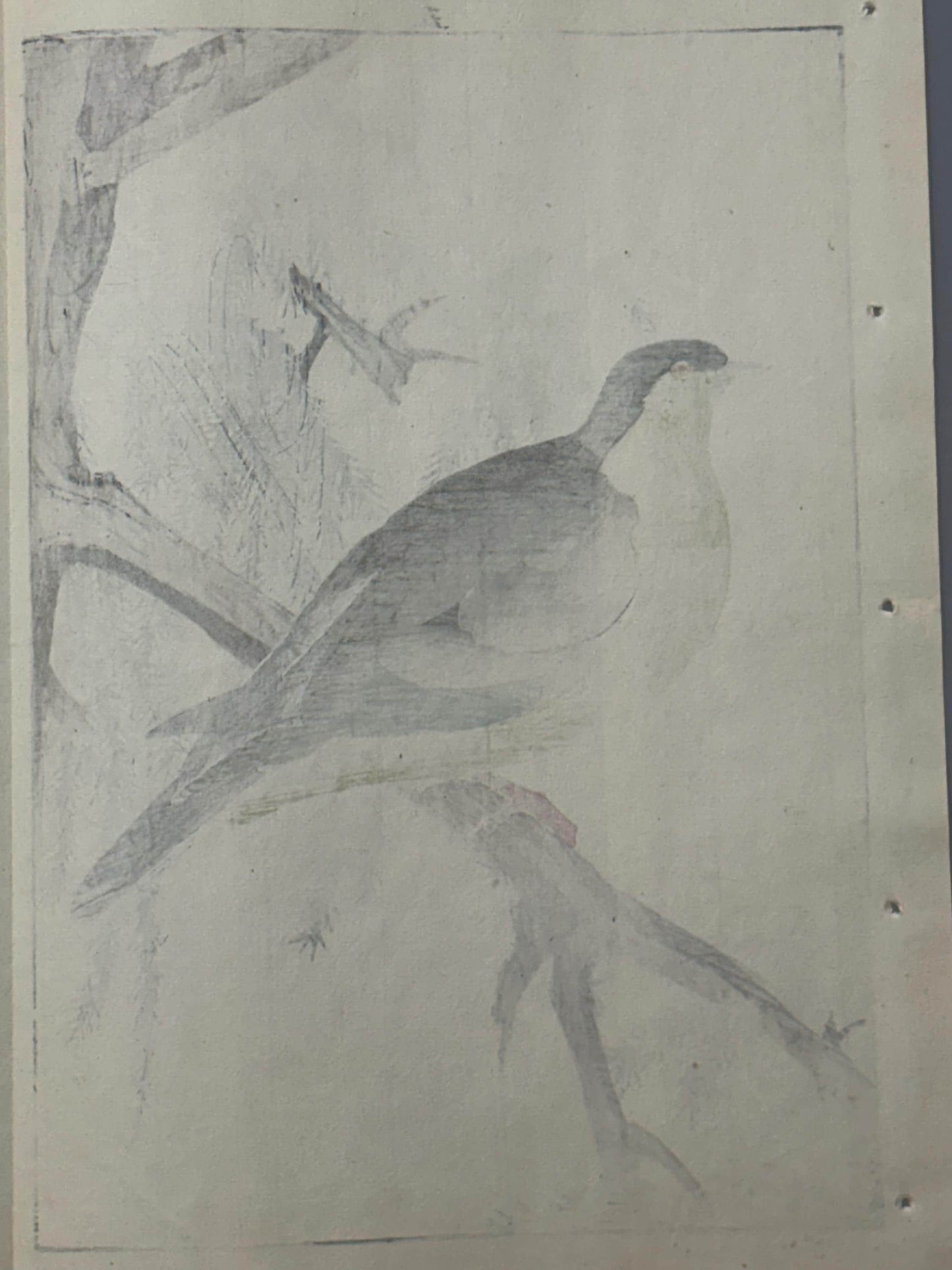 Japanese woodcut print, 1892, Imao Keinen, "Cedar, White-bellied green-pigeon"