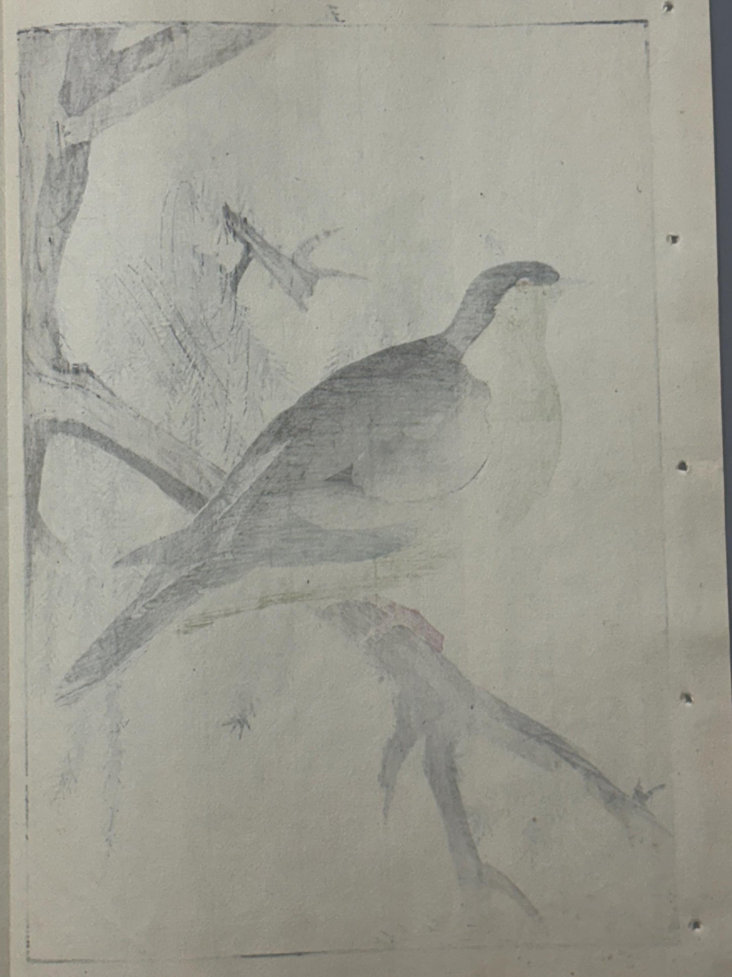 Japanese woodcut print, 1892, Imao Keinen, "Cedar, White-bellied green-pigeon"