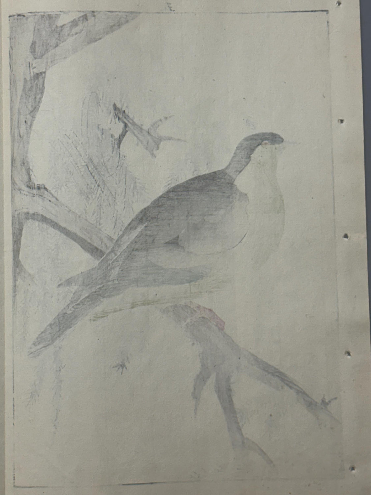Japanese woodcut print, 1892, Imao Keinen, "Cedar, White-bellied green-pigeon"