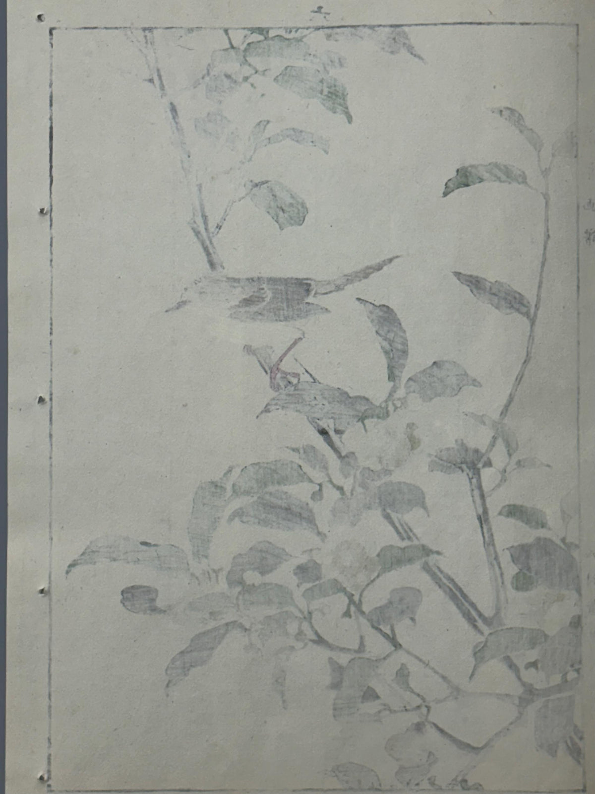 Japanese Antique Original Woodcut Print, 1892, Imao Keinen, "Tea flowers, Grassbirds"