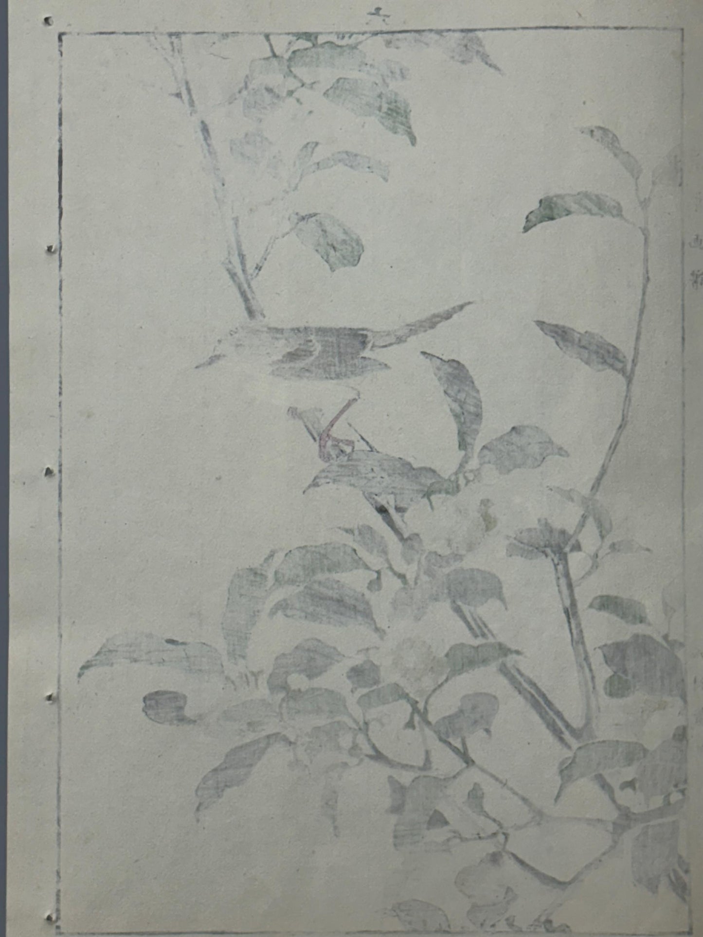 Japanese Antique Original Woodcut Print, 1892, Imao Keinen, "Tea flowers, Grassbirds"