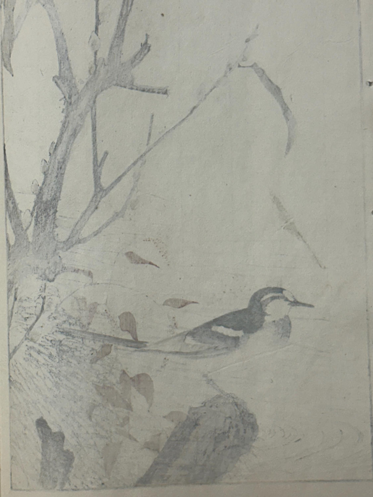 1892,Japanese Antique Original Woodcut Print, Imao Keinen, "Riverside willow, Wagtail"
