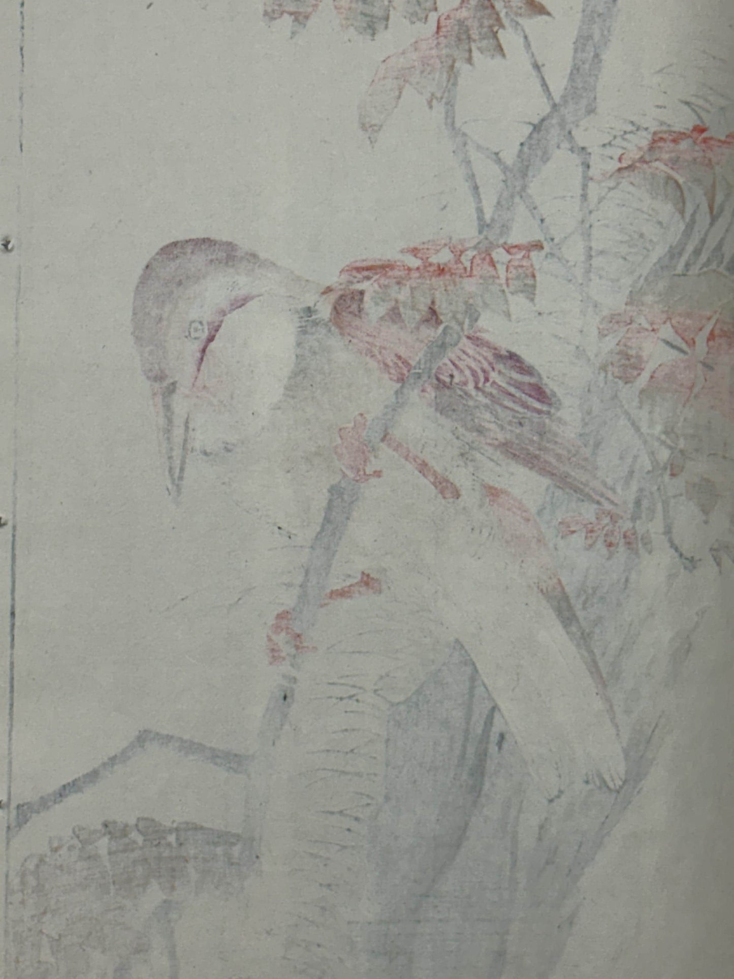 Japanese Antique Original Woodcut Print, 1892, Imao Keinen, "Wax tree, Crested kingfisher"