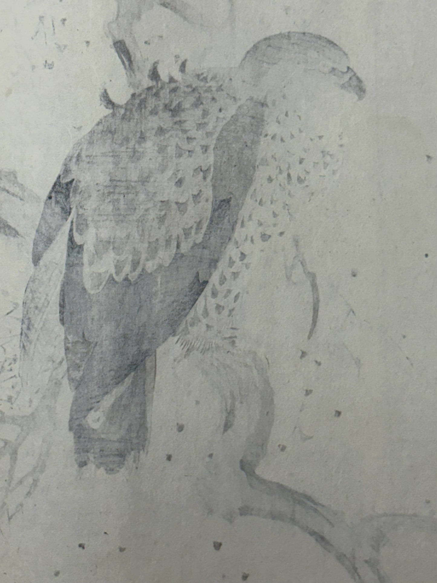 Japanese antique woodcut print, 1892, Imao Keinen, "Dead tree, Black Kite"