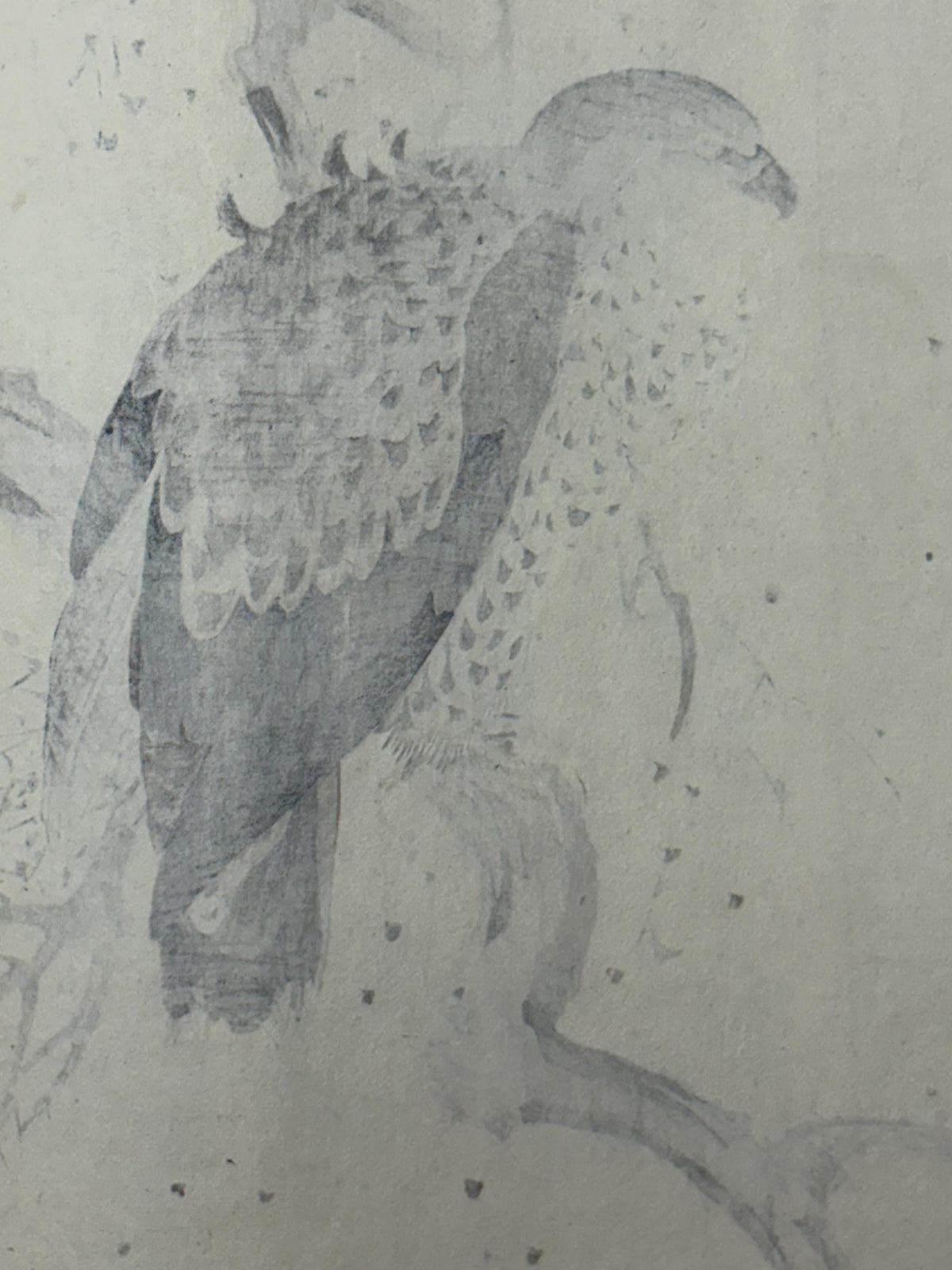 Japanese antique woodcut print, 1892, Imao Keinen, "Dead tree, Black Kite"
