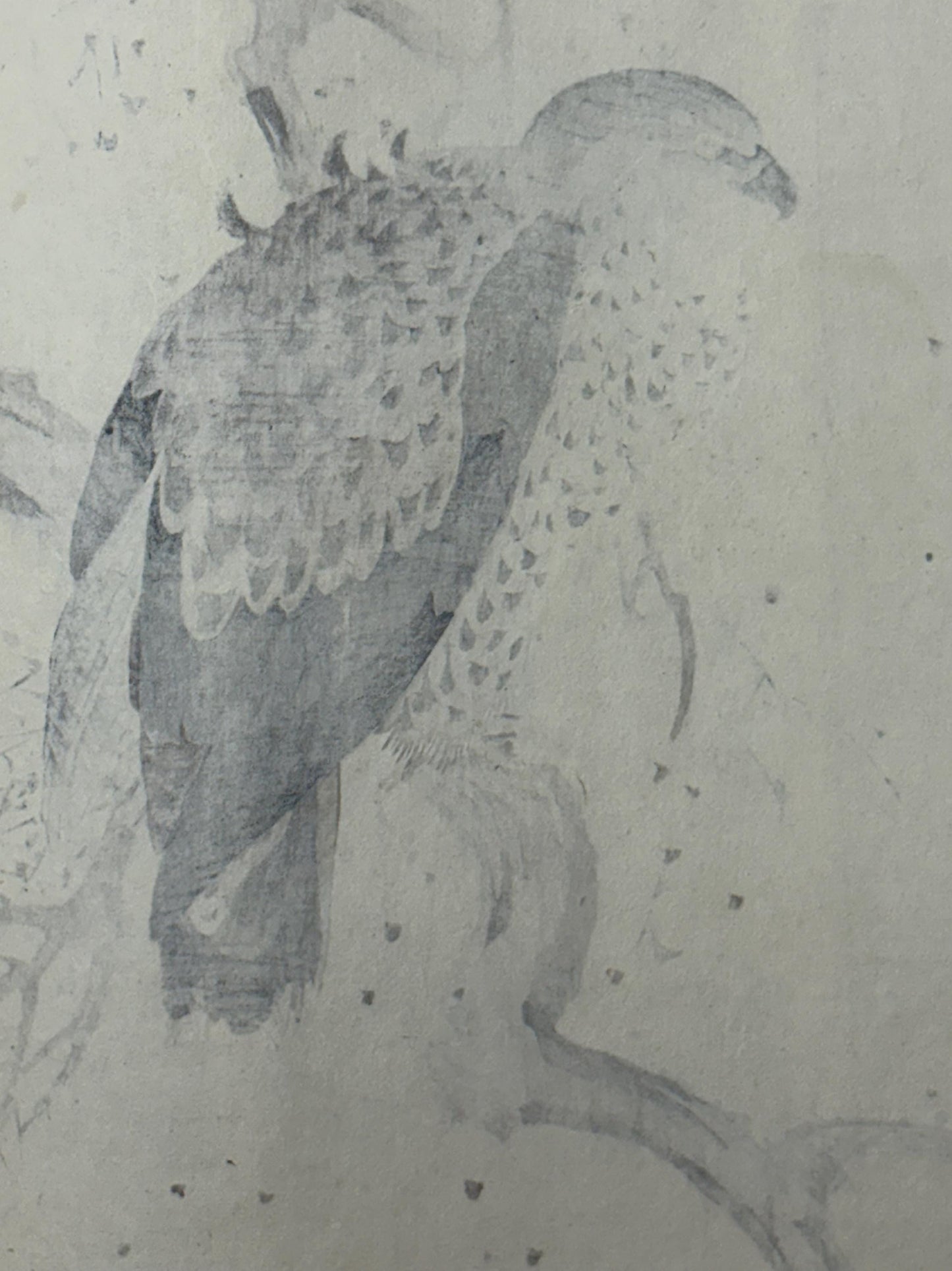 Japanese antique woodcut print, 1892, Imao Keinen, "Dead tree, Black Kite"