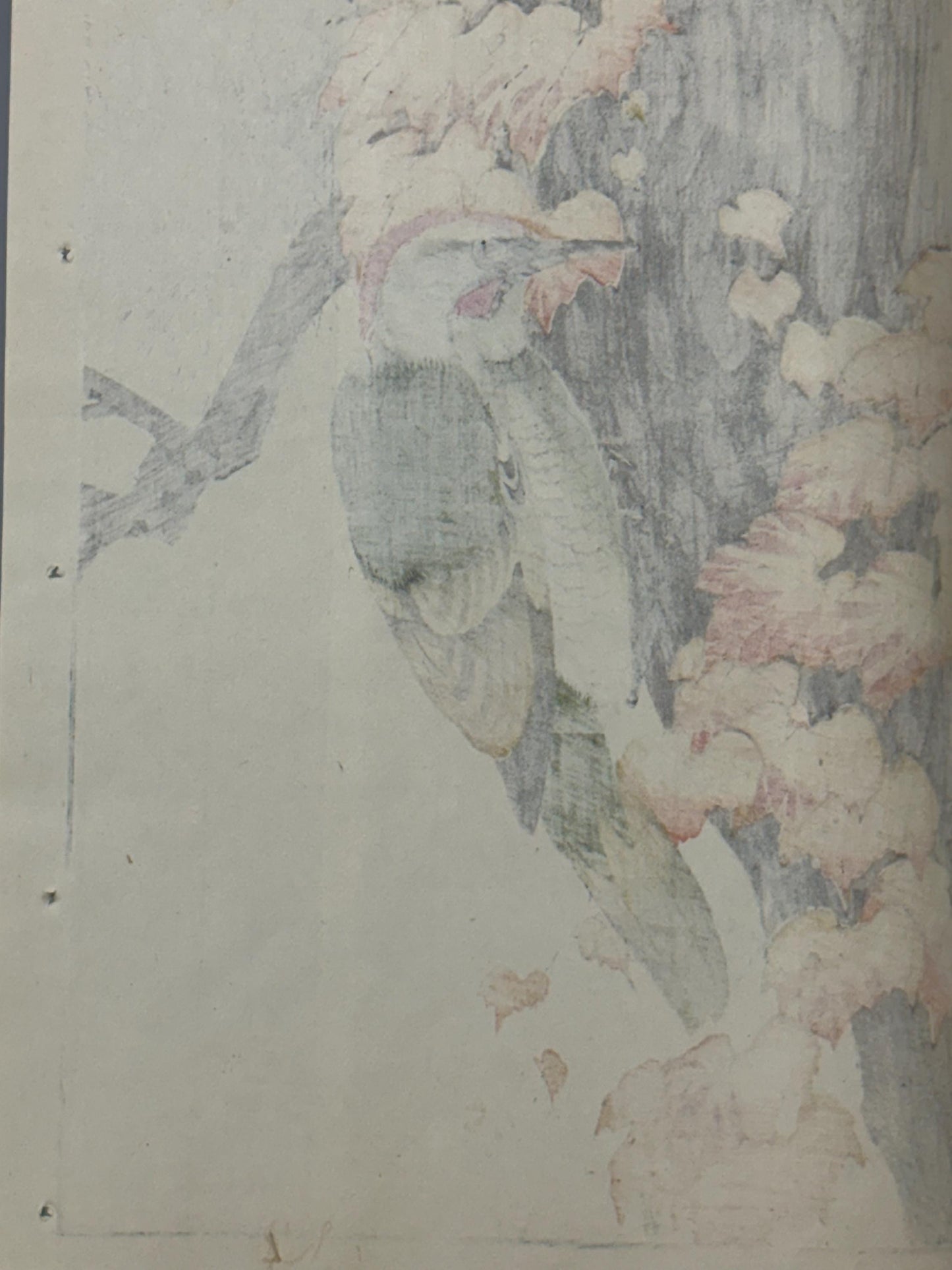 Japanese antique woodcut print, 1892, Imao Keinen, "Old pine, Japanese green Woodpecker"