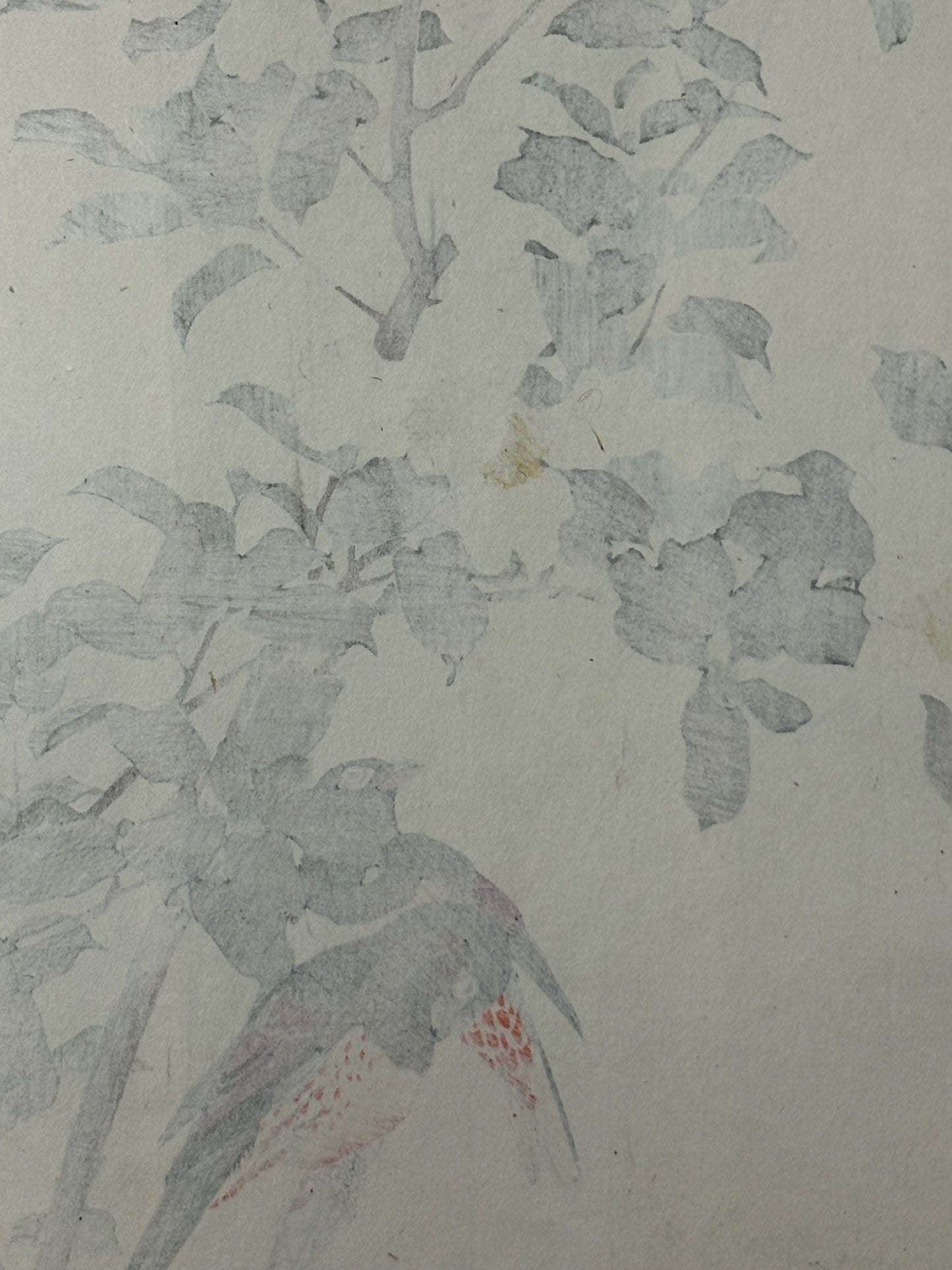 1892,Japanese Antique Original Woodcut Print, Imao Keinen, "Sasanqua, Bunkicho"