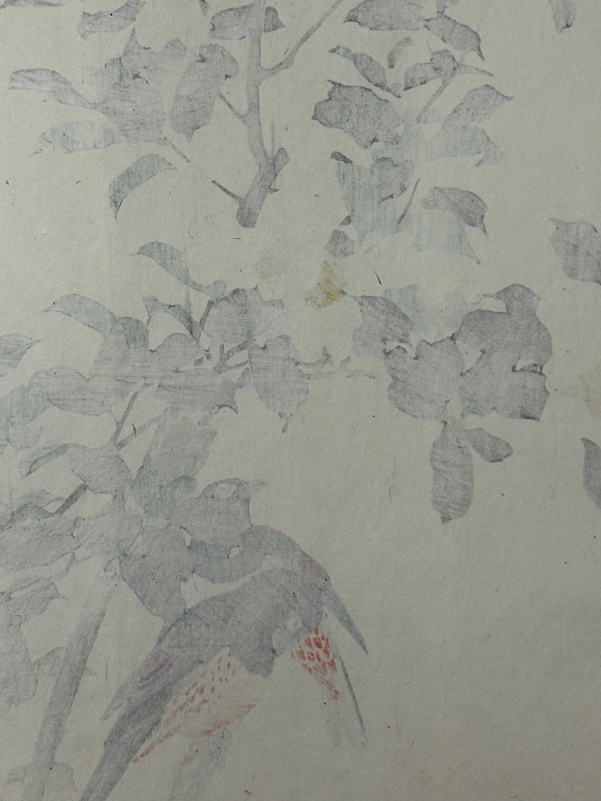 1892,Japanese Antique Original Woodcut Print, Imao Keinen, "Sasanqua, Bunkicho"