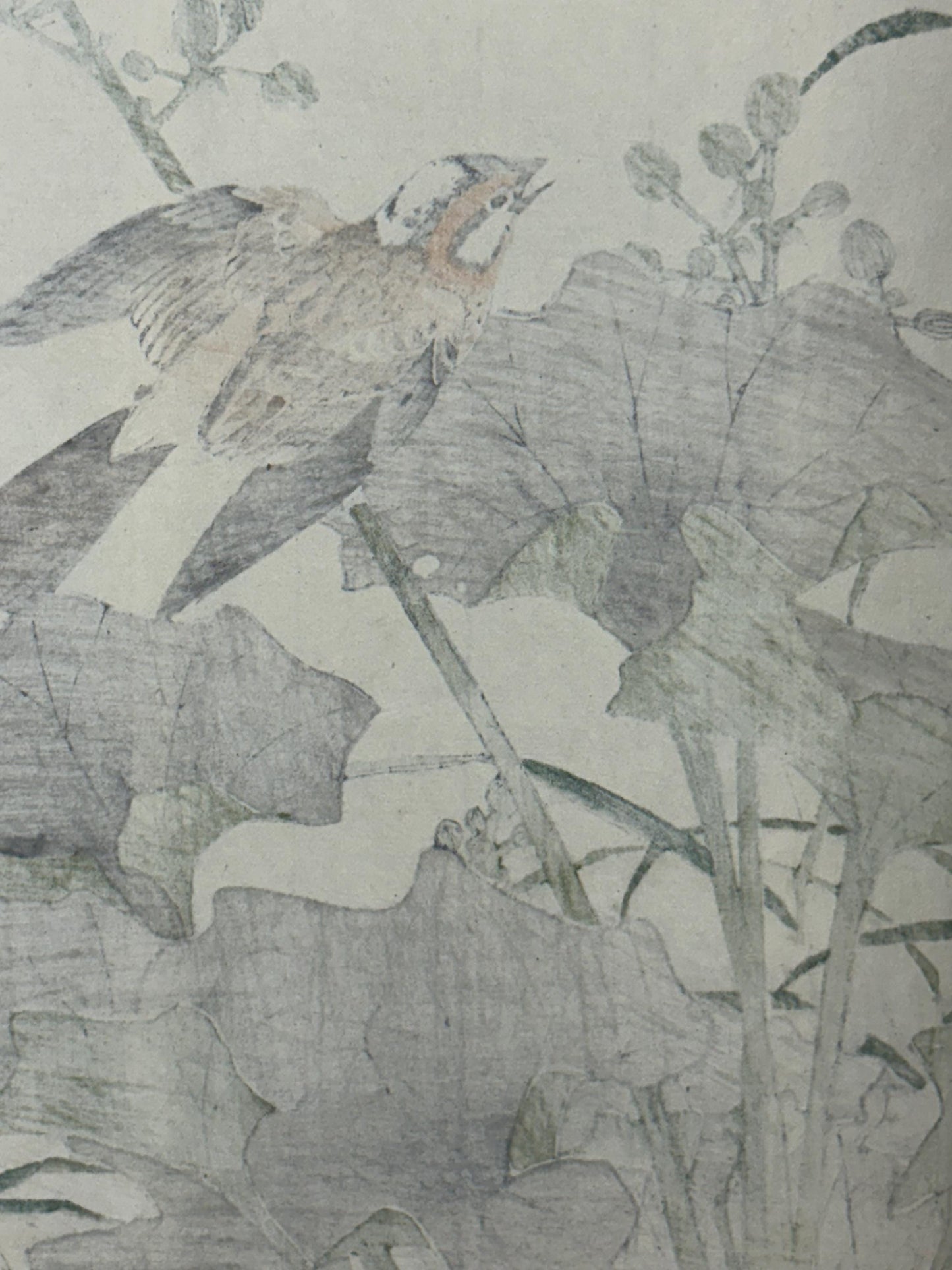 1892,Japanese Antique Original Woodcut Print, Imao Keinen, "Farfugium japonicum, Meadow Bunting"