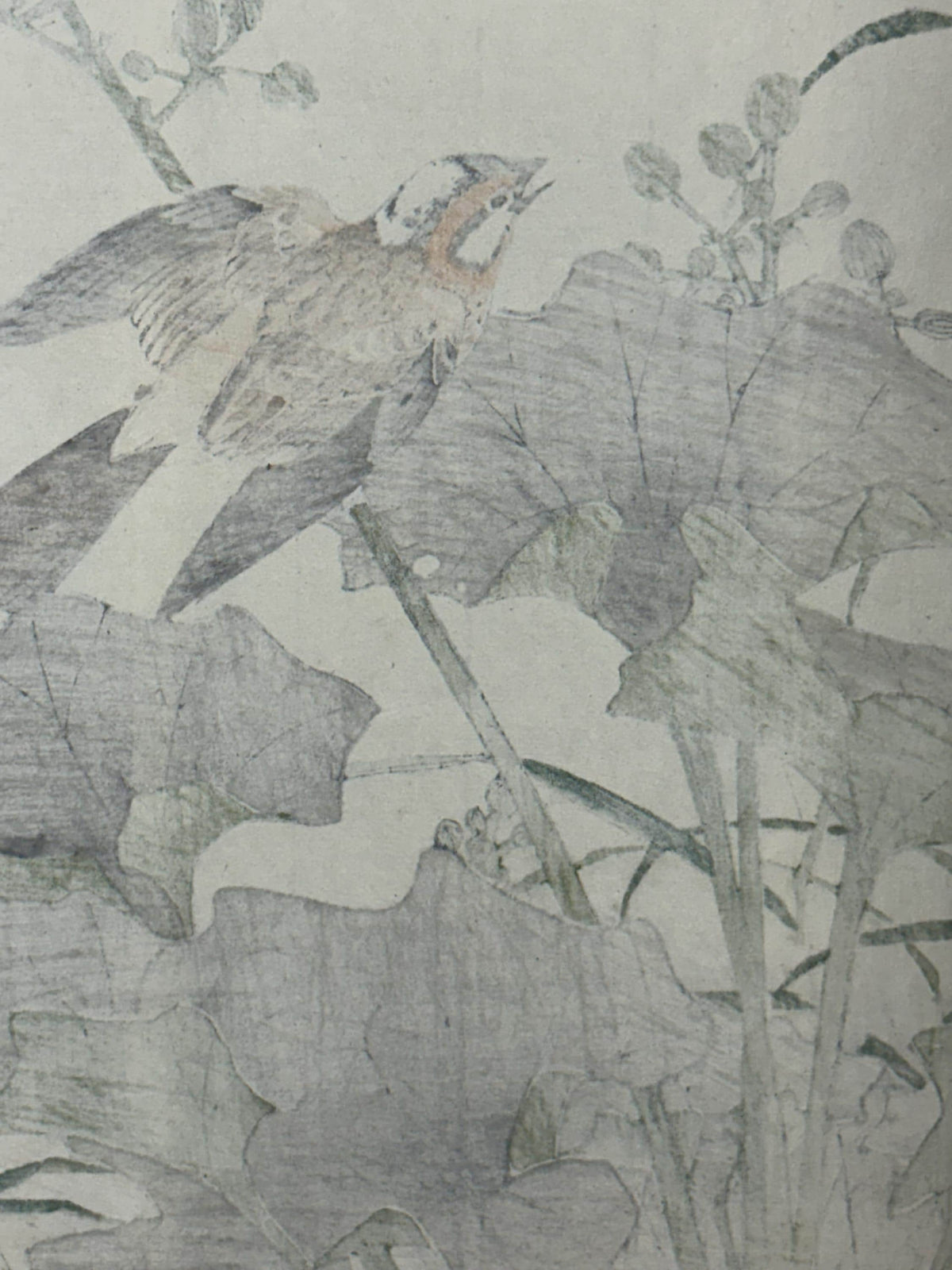1892,Japanese Antique Original Woodcut Print, Imao Keinen, "Farfugium japonicum, Meadow Bunting"