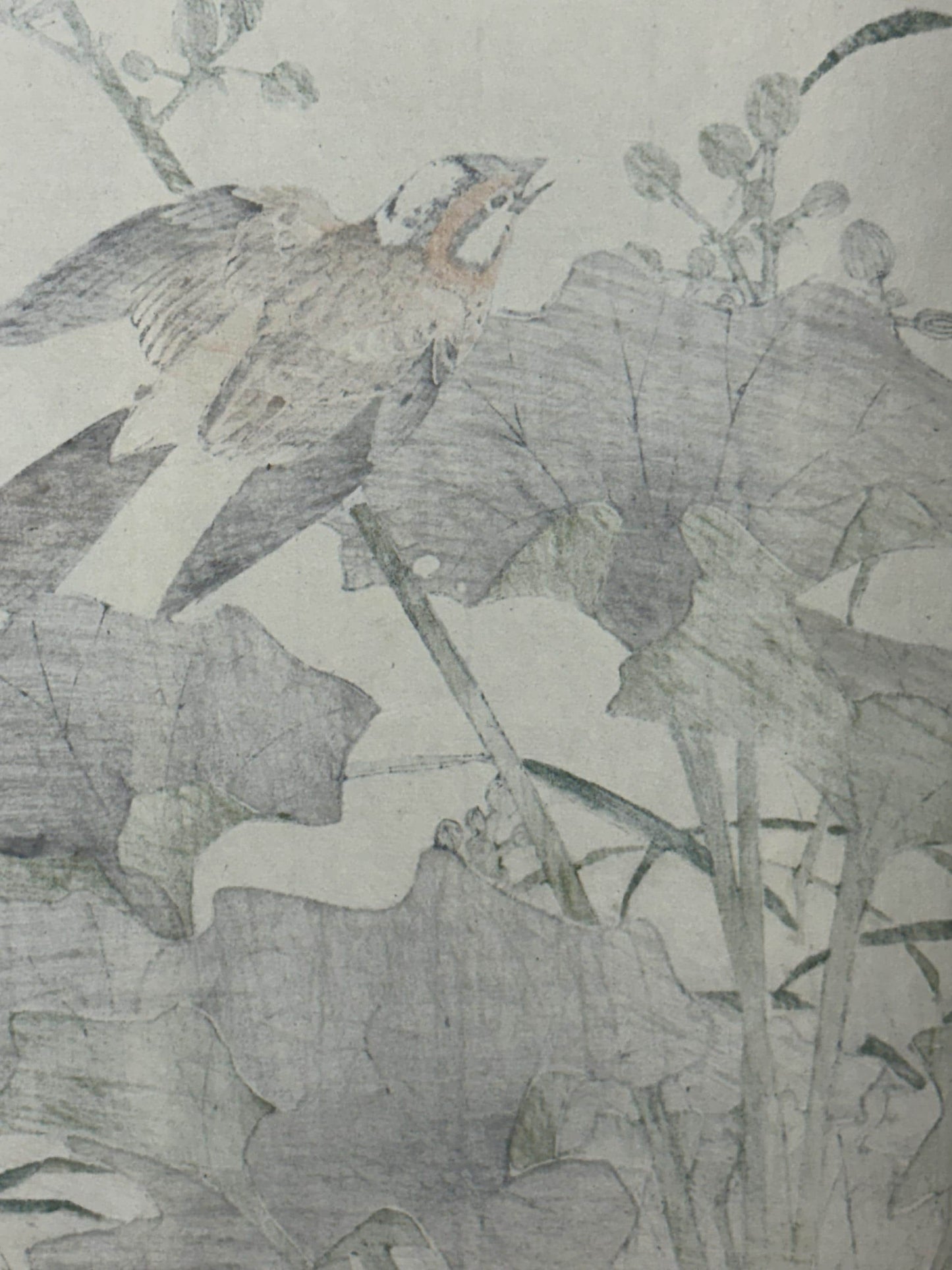 Japanese Antique Original Woodcut Print, Imao Keinen, "Farfugium japonicum, Meadow Bunting"