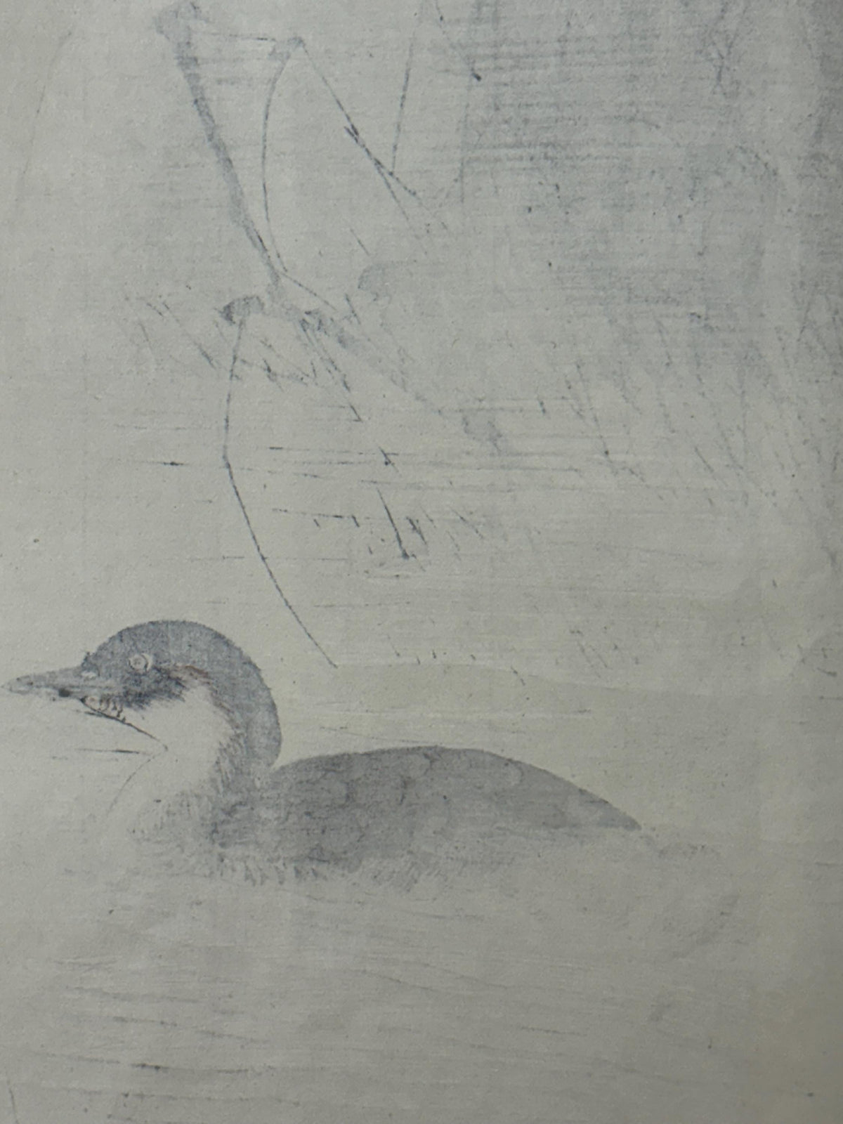 1892,Japanese Antique Original Woodcut Print, Imao Keinen, "Manchurian Wild Rice, Little grebe"
