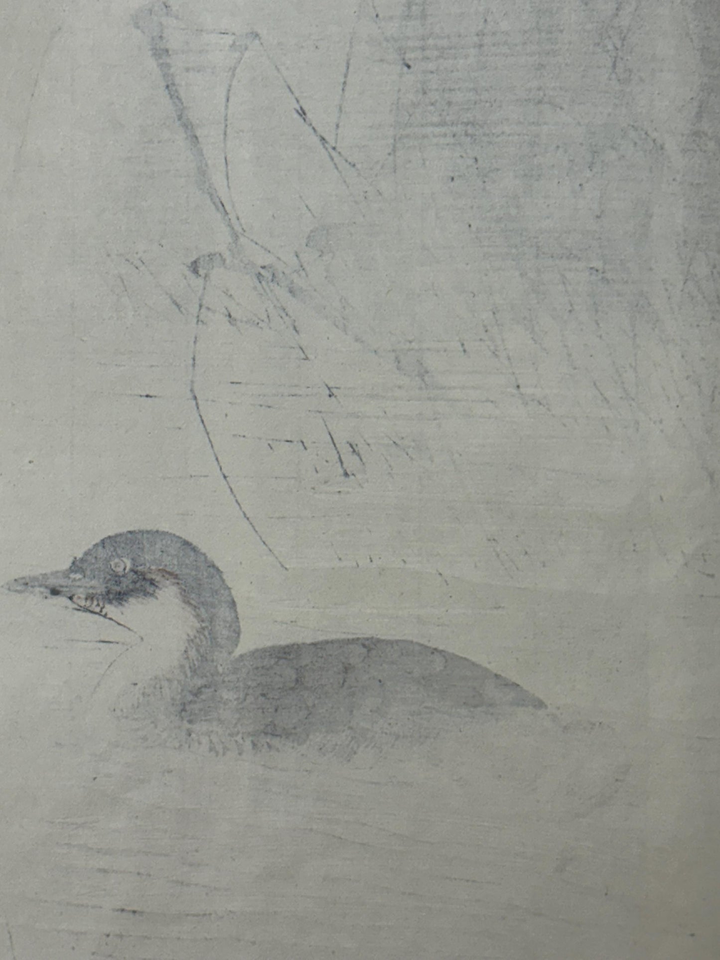 Japanese Antique Original Woodcut Print, Imao Keinen, "Manchurian Wild Rice, Little grebe"