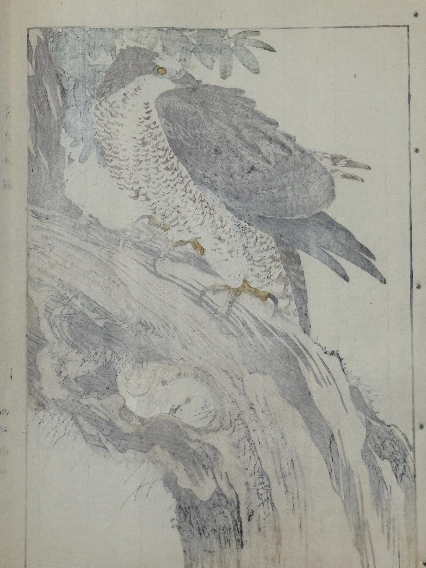 Japanese antique woodcut print, 1892, Imao Keinen, "Sweet viburnum, Hawk"