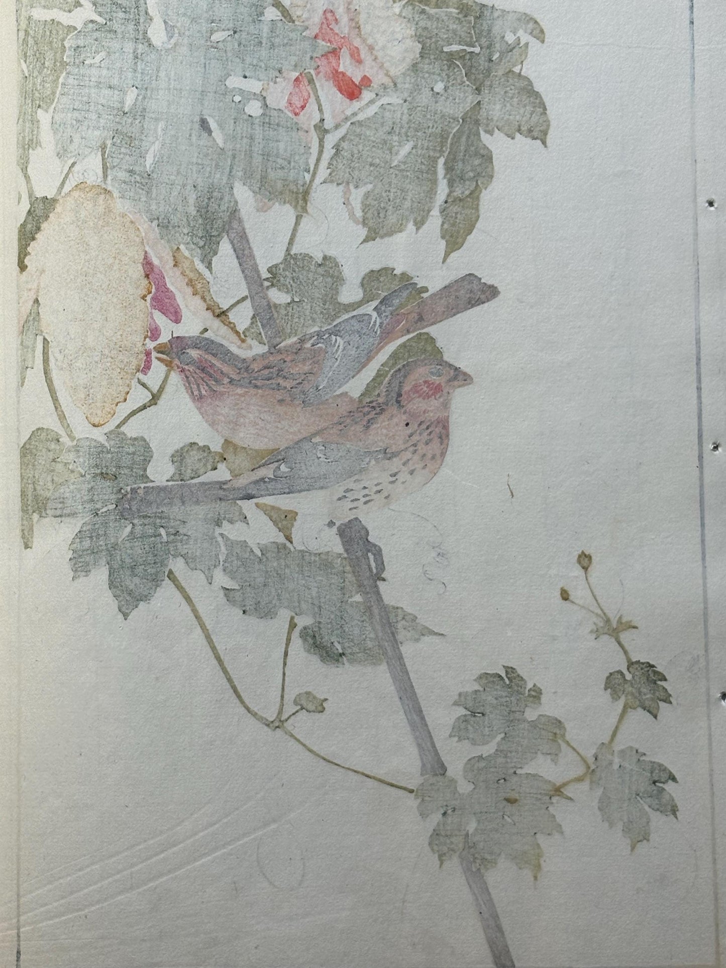 1892,Japanese Antique Original Woodcut Print, Imao Keinen, "Bitter melon, Long-tailed Rosefinch"