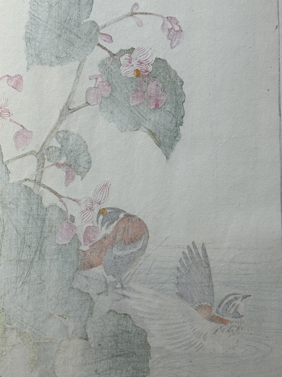 Japanese Antique Original Woodcut Print, 1892, Imao Keinen, "Hardy begonia, Japanese reed bunting"