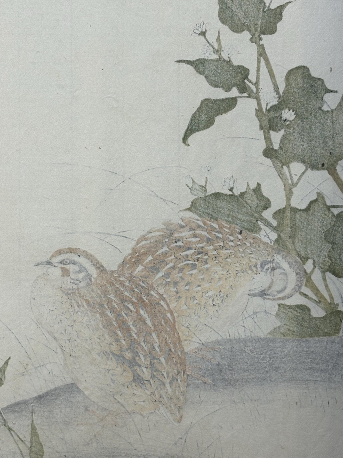 Japanese Antique Original Woodcut Print, 1892, Imao Keinen, "Buckwheat flower, Quail"
