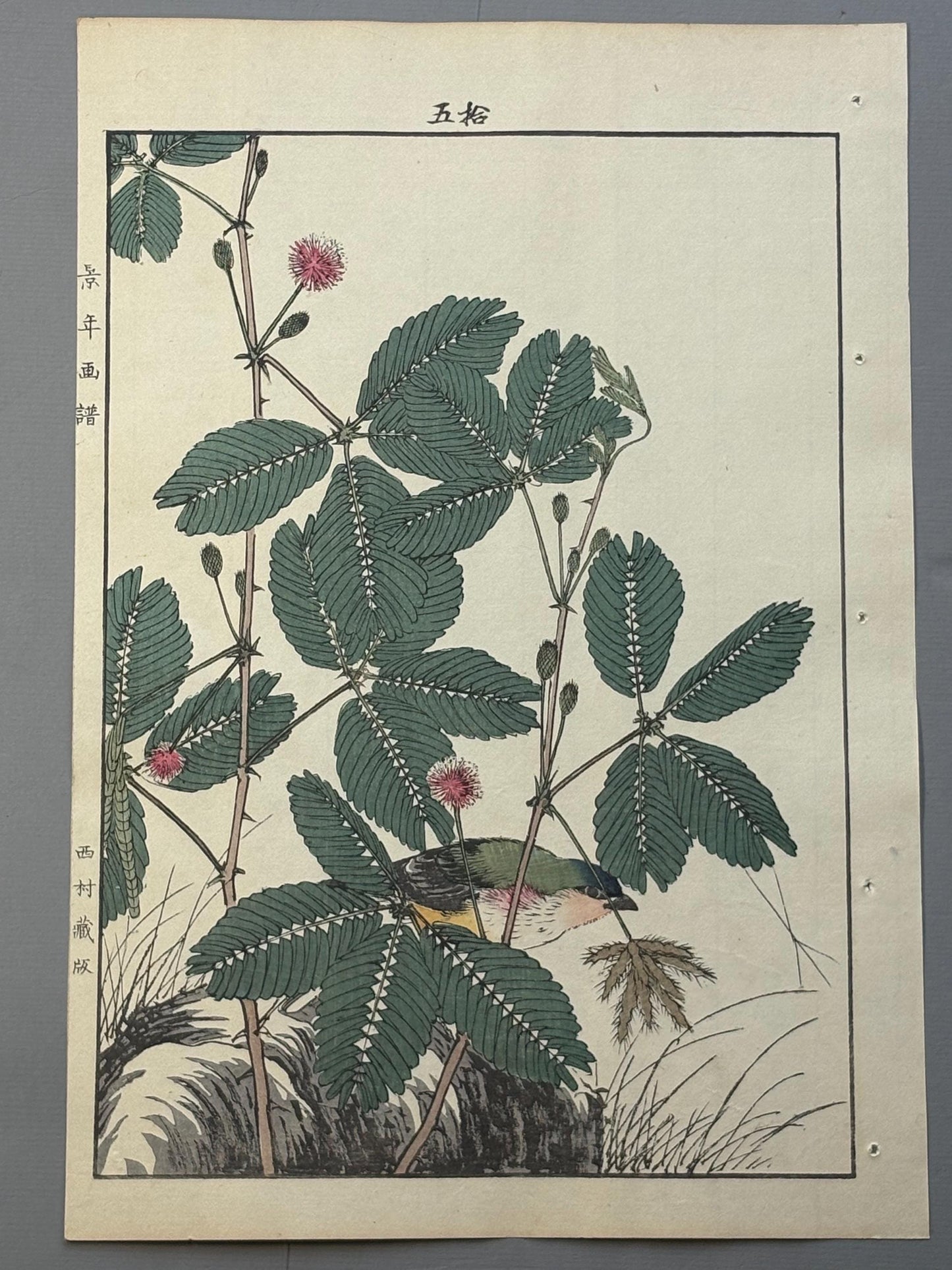 Japanese Antique Original Woodcut Print, 1892, Imao Keinen, "Sensitive plant, Pin-tailed parrotfinch"