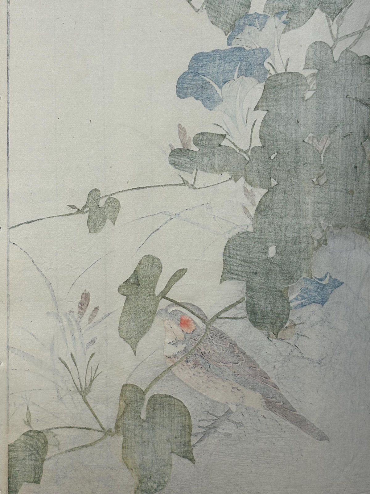 Japanese Antique Original Woodcut Print, 1892, Imao Keinen, "Japanese morning-glory, Chestnut-eared bunting"