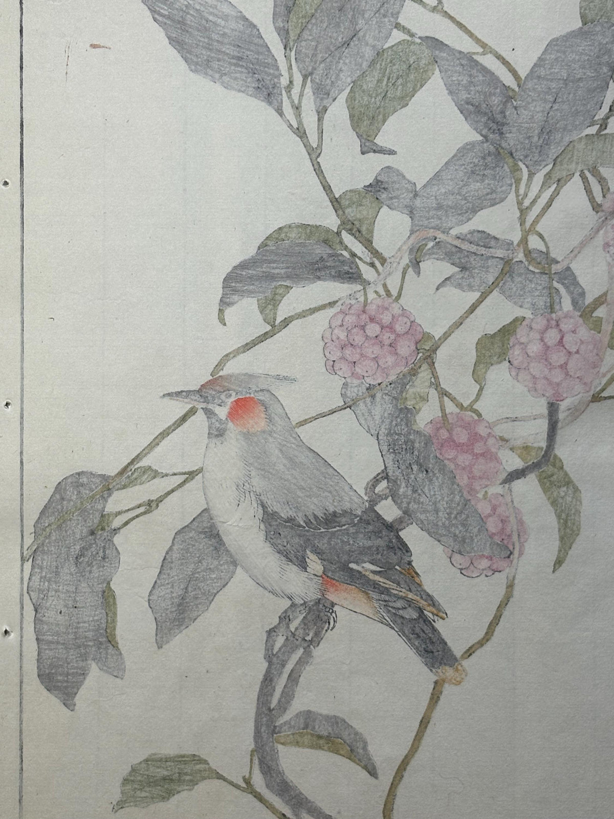 Japanese Antique Original Woodcut Print, 1892, Imao Keinen, "Japanese kadsura, Bohemian waxwing"