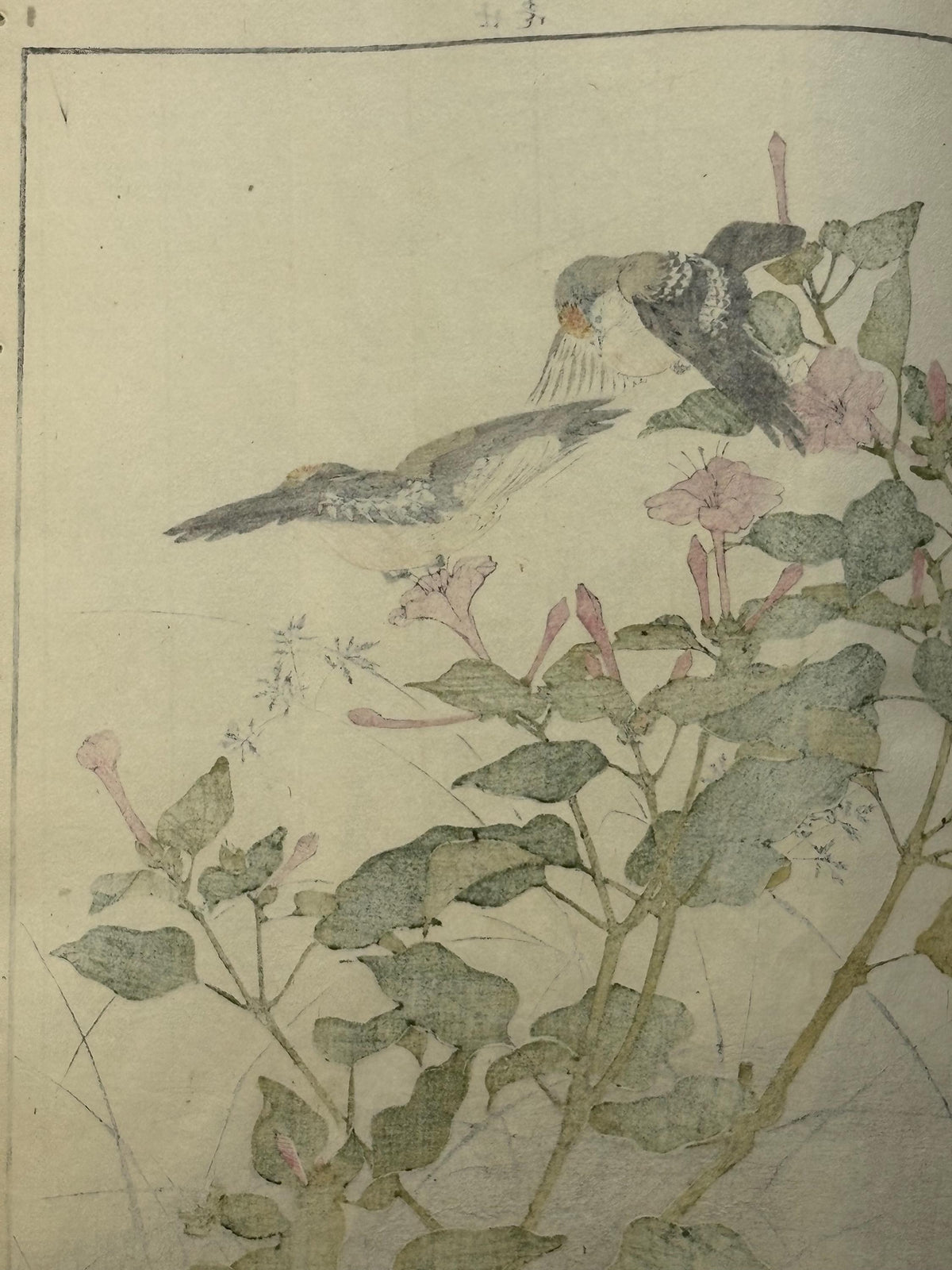 Japanese Antique Original Woodcut Print, 1892, Imao Keinen, "Marvel of peru, Goldcrest"