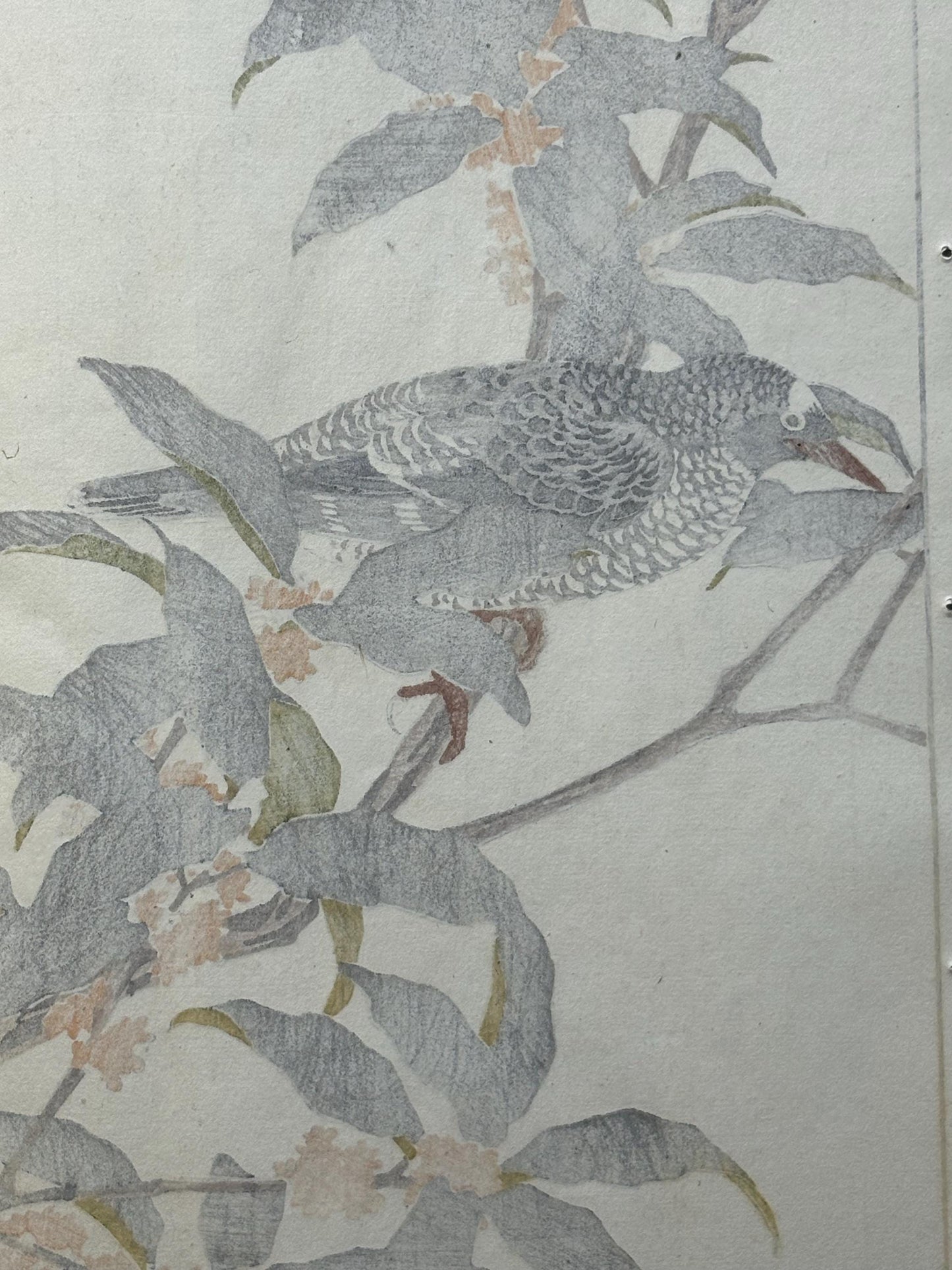 Japanese Antique Original Woodcut Print, 1892, Imao Keinen, "Fragrant orange-colored olive, Kamchatka leaf warbler"