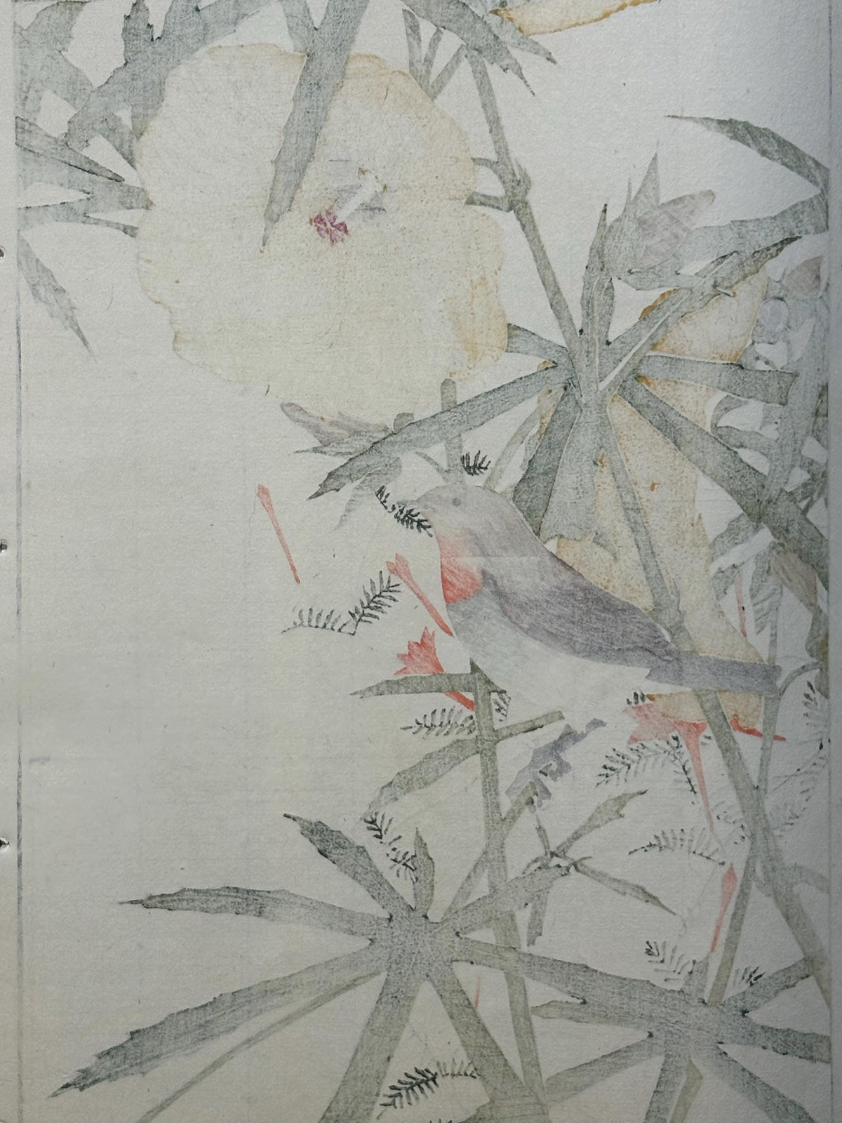 1892,Japanese Antique Original Woodcut Print, Imao Keinen, "Aibika, Cypress Vine, Japanese robin"