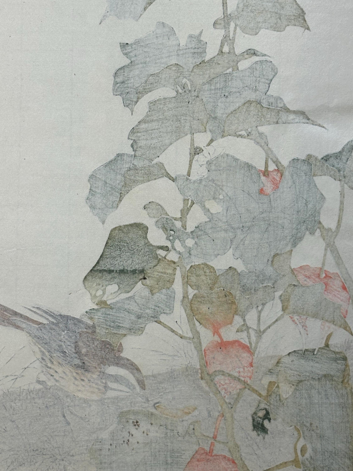 1892,Japanese Antique Original Woodcut Print, Imao Keinen, "Chinese lantern plant, Meadow Bunting"