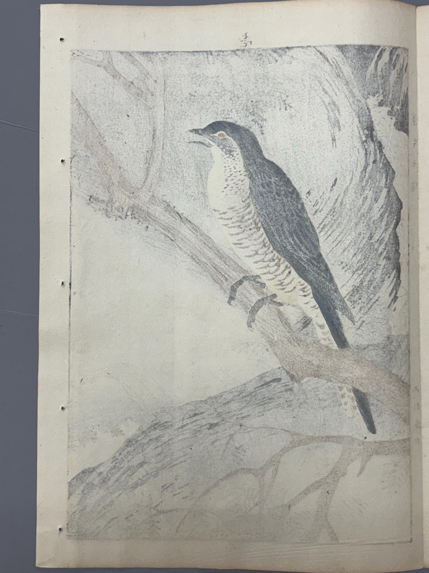 Japanese Antique Original Woodcut Print, 1892, Imao Keinen, "Fir, Common cuckoo"