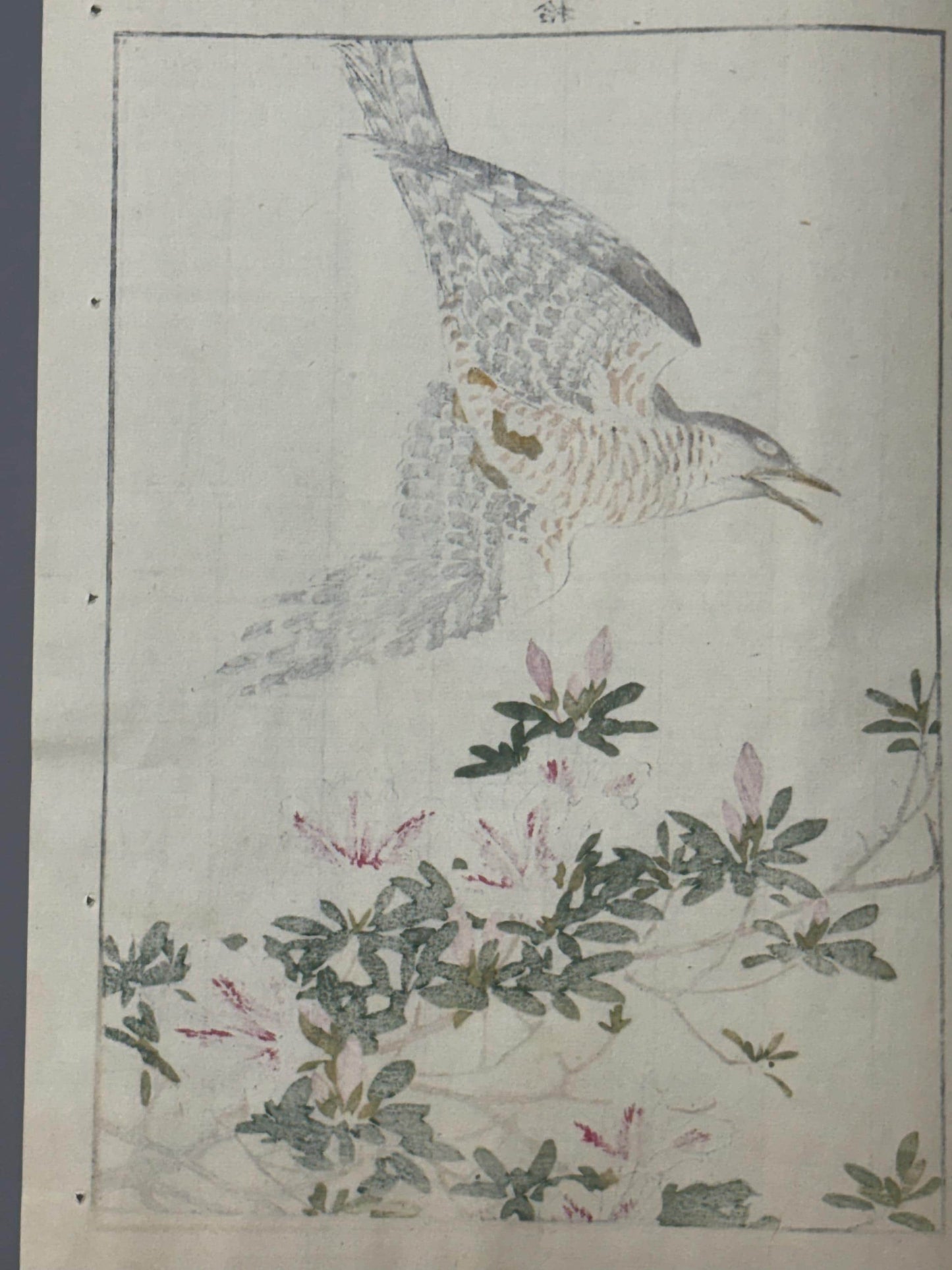 Japanese Antique Original Woodcut Print, 1892, Imao Keinen, "Rhododendron, Lesser Cuckoo"