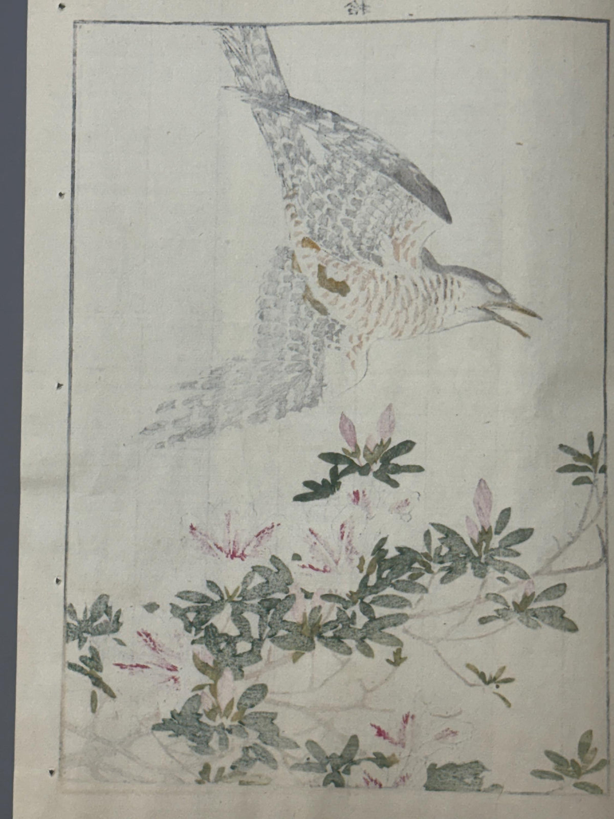 Japanese Antique Original Woodcut Print, 1892, Imao Keinen, "Rhododendron, Lesser Cuckoo"