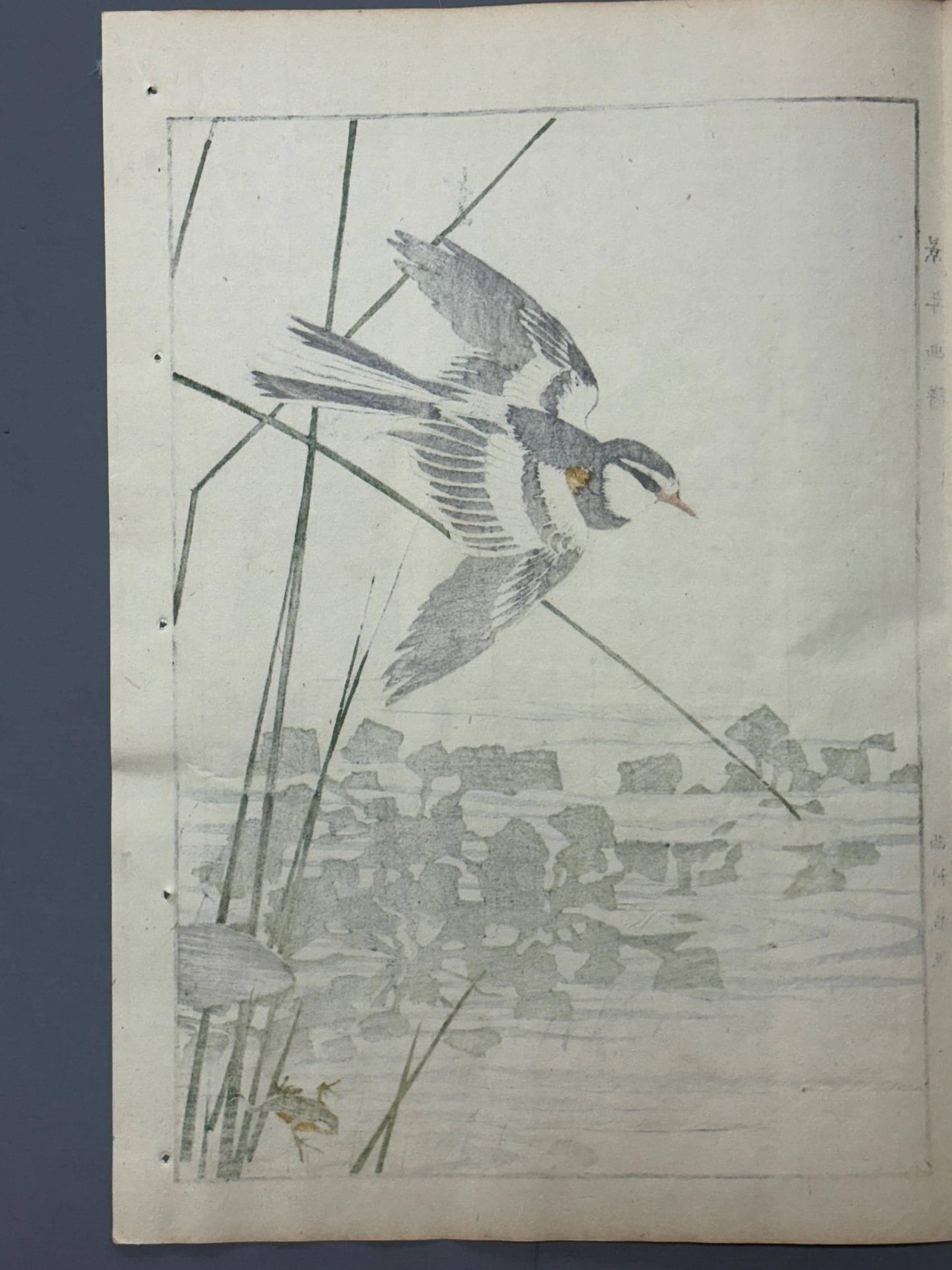 1892,Japanese Antique Original Woodcut Print, Imao Keinen, "Nuphar japonicum, Japanese Wagtail"