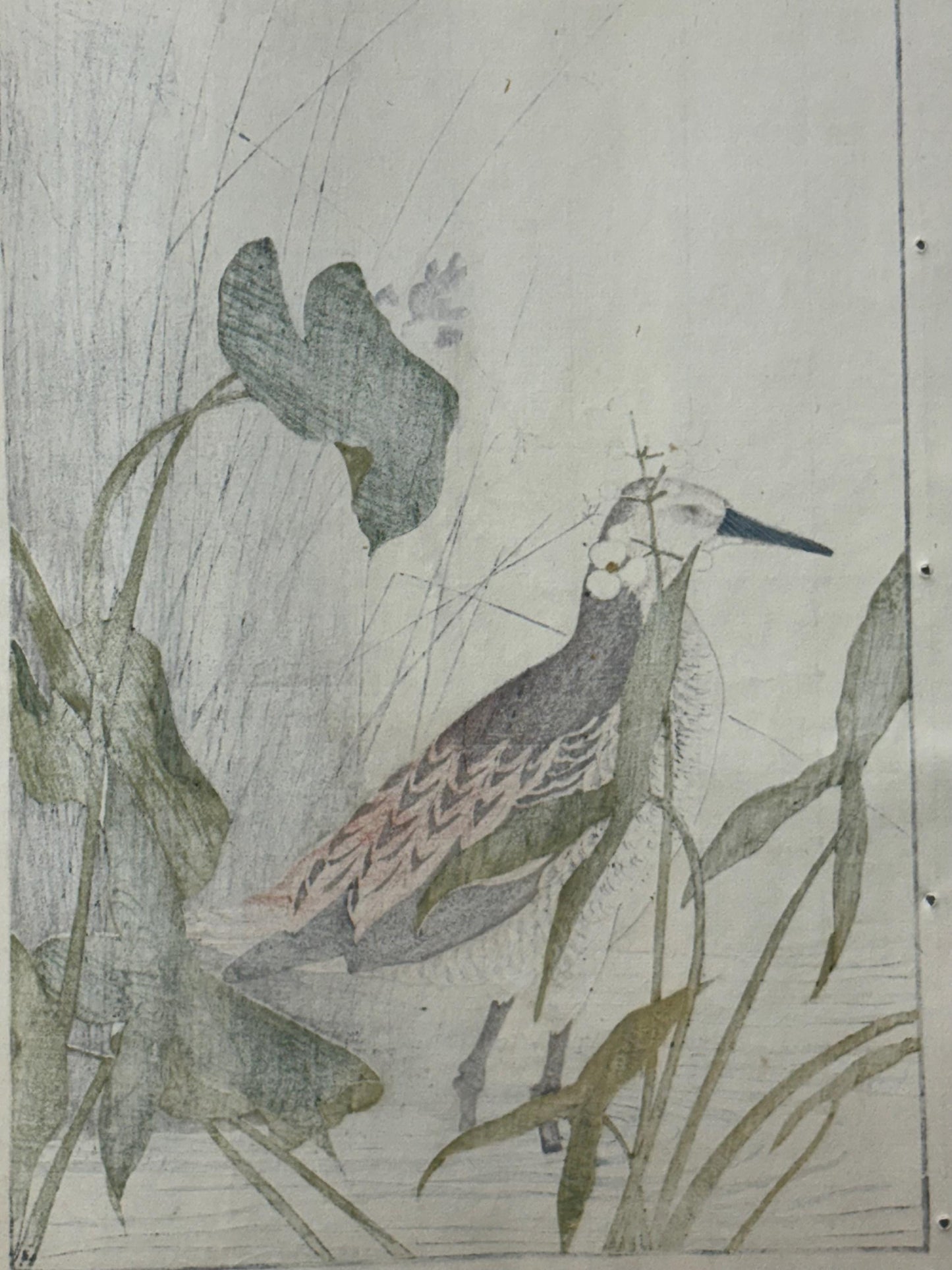 Japanese Antique Original Woodcut Print, Imao Keinen, " Monochoria korsakowii, Arrowhead, Water rail"