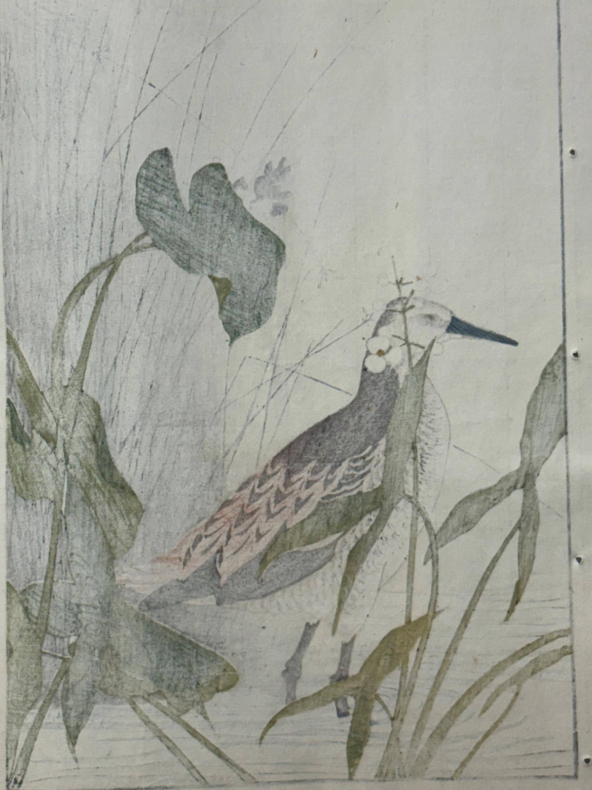 Japanese Antique Original Woodcut Print, Imao Keinen, " Monochoria korsakowii, Arrowhead, Water rail"