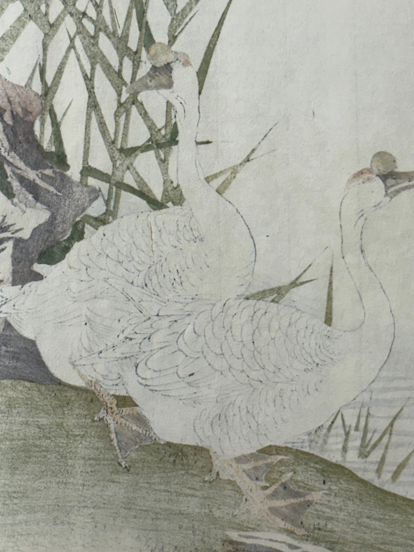 1892,Japanese Antique Original Woodcut Print, Imao Keinen, "Reed, Goose"