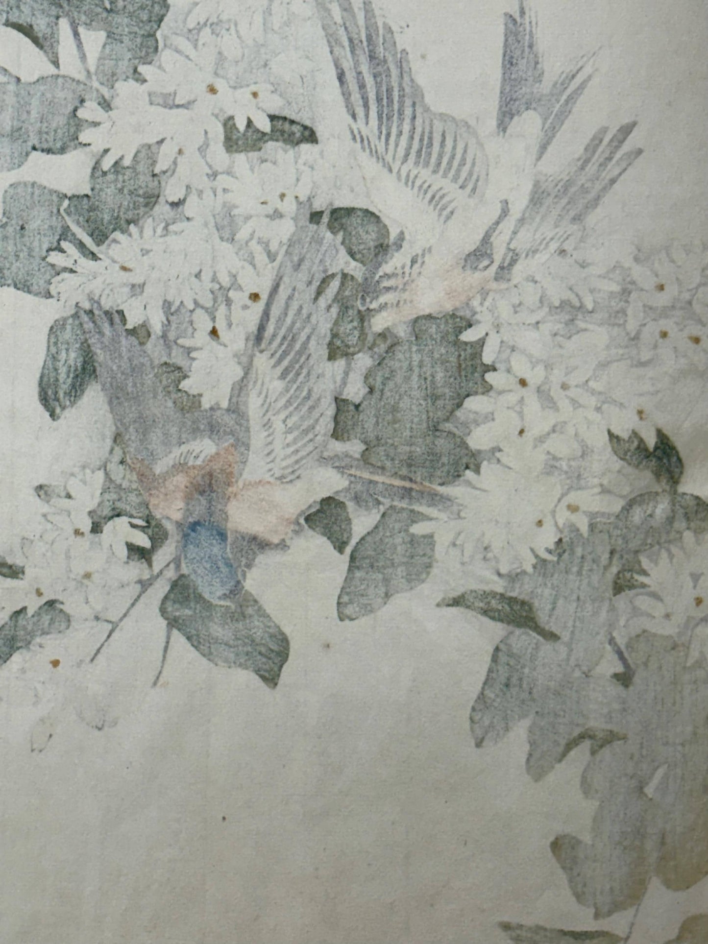 1892,Japanese Antique Original Woodcut Print, Imao Keinen, "Deutzia crenata, Chats and Flycatchers"